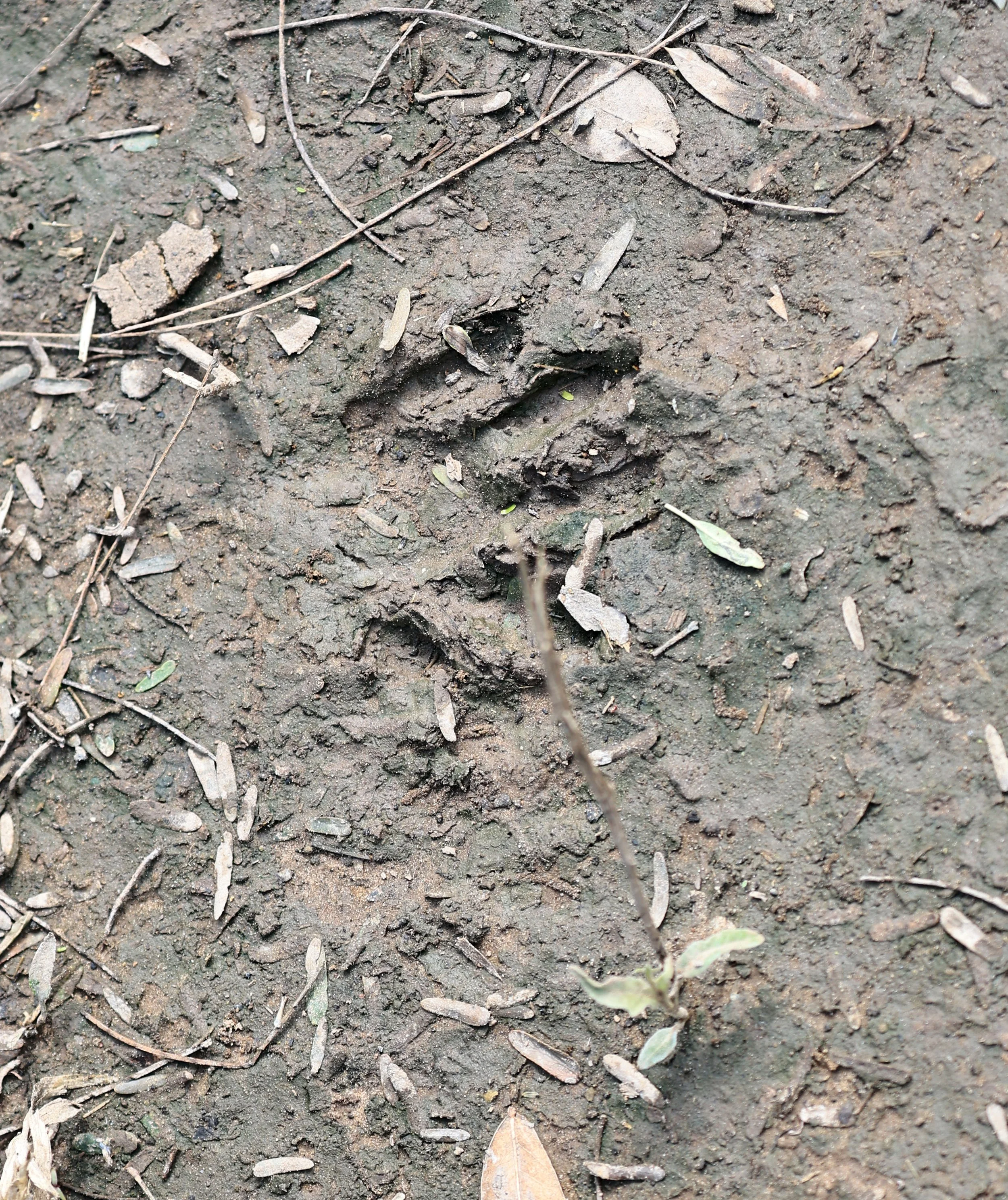 Crab-eating Raccoon tracks Chaco Lodge & Laguna Salada Paraguay.jpg