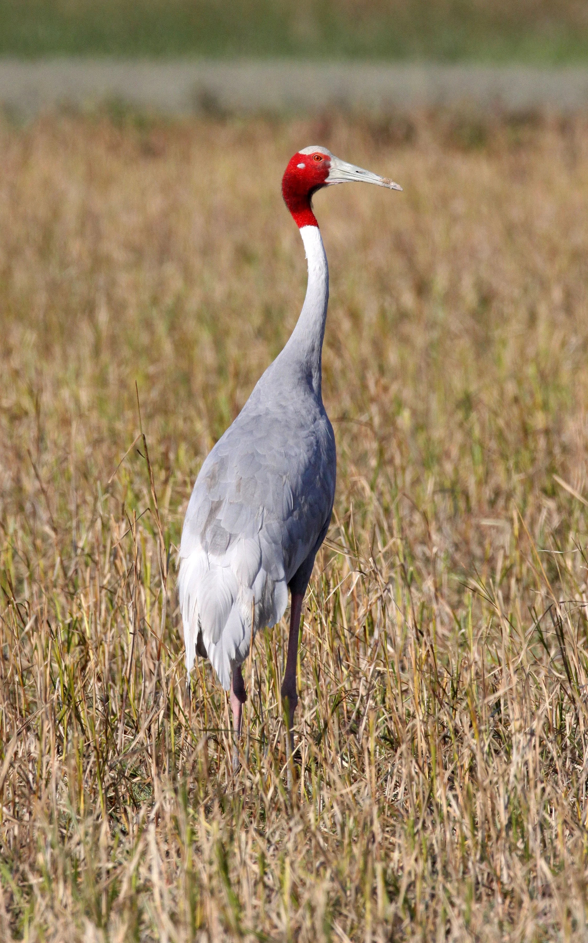 Antigone antigone - SARUS CRANE - LITTLE RANN OF KUTCH INDIA (59).JPG