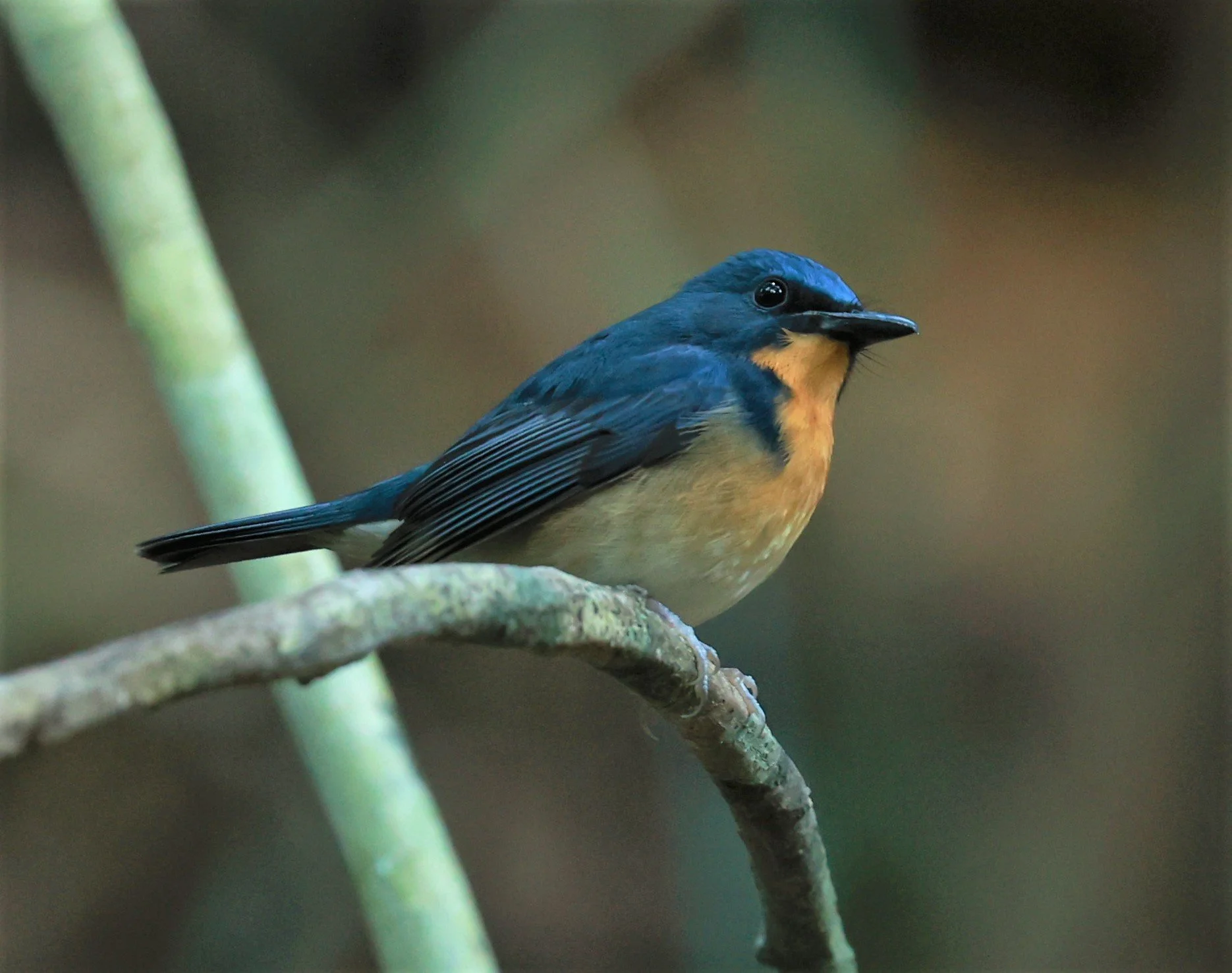FLYCATCHER - LARGE BLUE FLYCATCHER - Cyornis magnirostris - Si Phang Nga National Park, Thailand Feb 18-19, 2023 (34).jpg