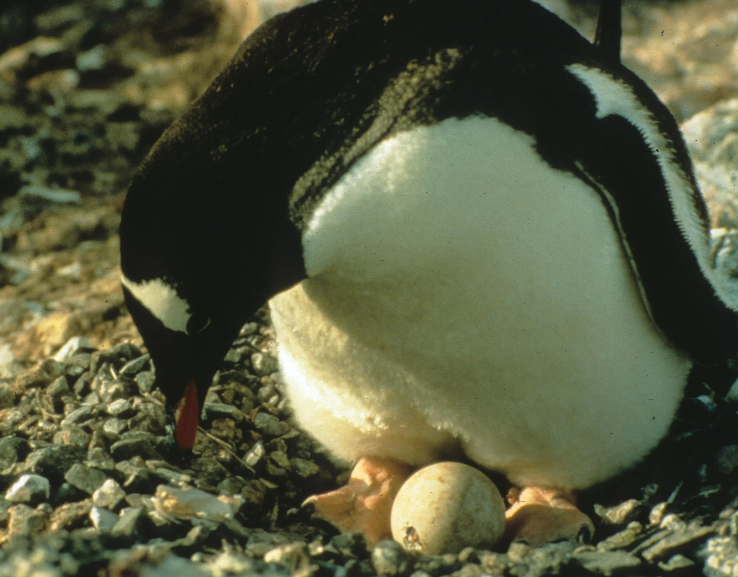 Gentoo Penguin (Pygoscelis papua) Antarctic Peninsula New Chick (7).jpg