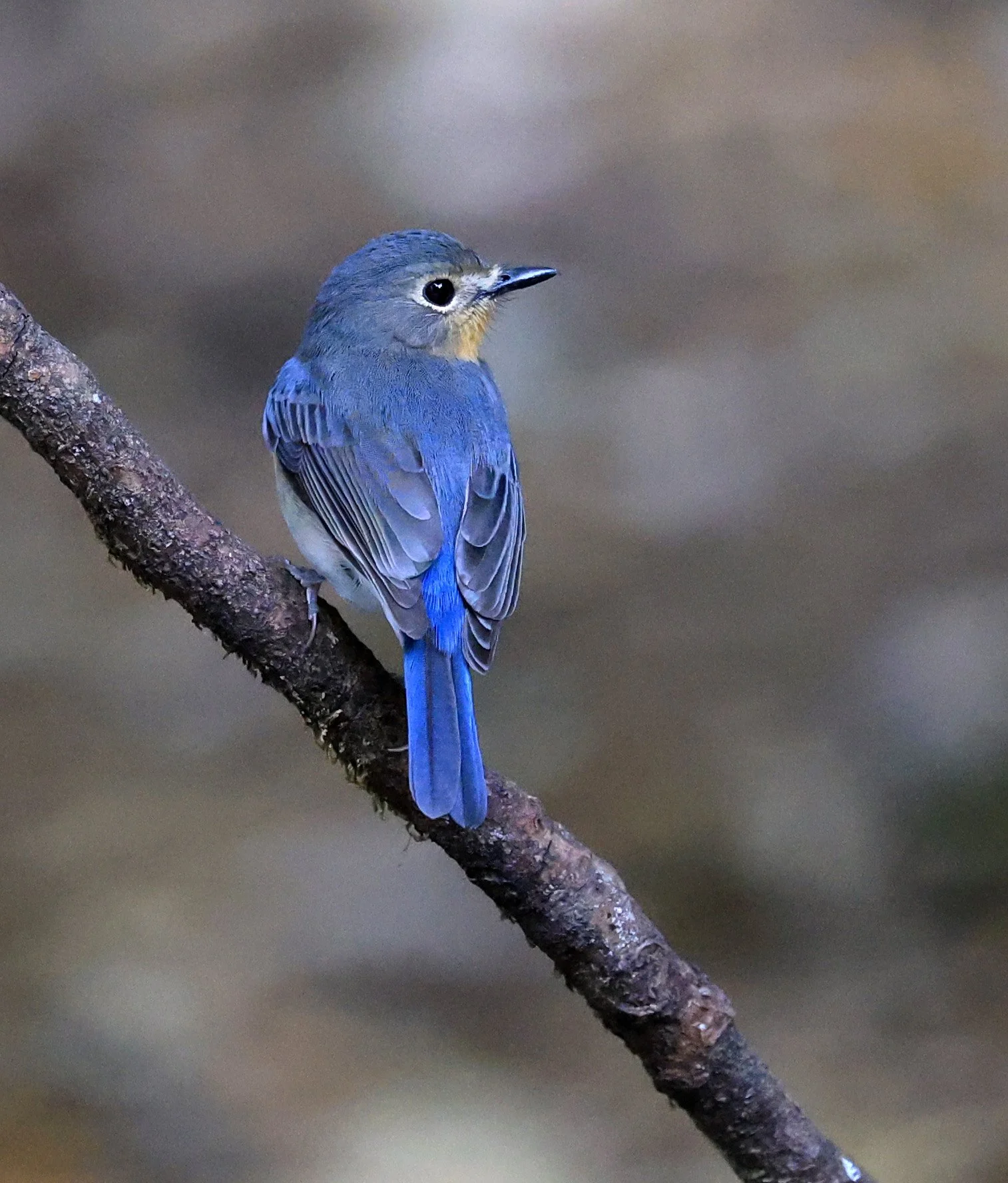 Indochinese Blue Flycatcher (Cyornis sumatrensis) Kaeng Krachan National Park ESS Expedition 2026 (31).jpg