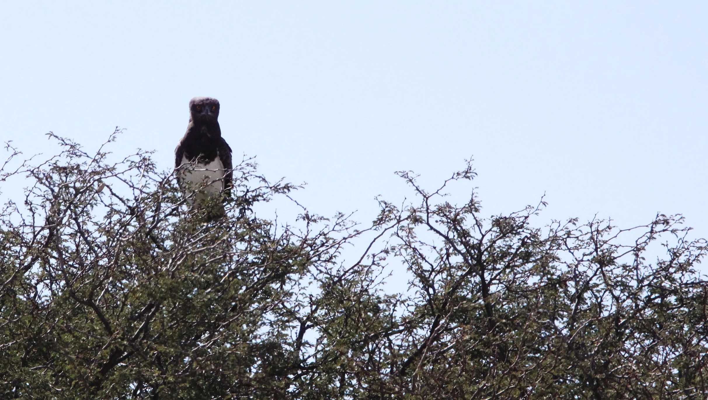 Polemaetus bellicosus - MARTIAL EAGLE - KGALAGADI NATIONAL PARK SOUTH AFRICA (2).JPG