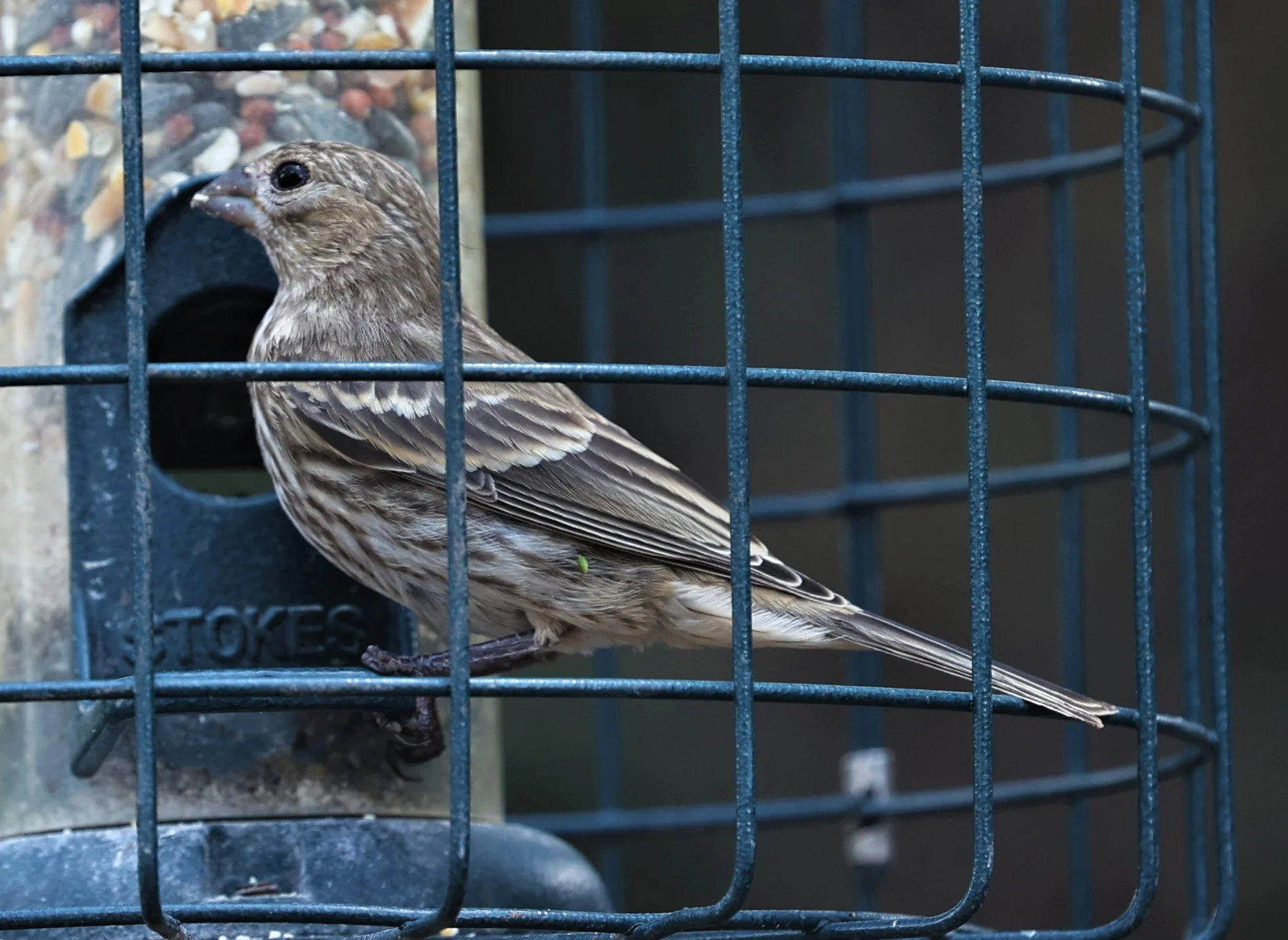 House Finch (Haemorhous mexicanus) Davis Mountains State Park, Texas (2).jpg