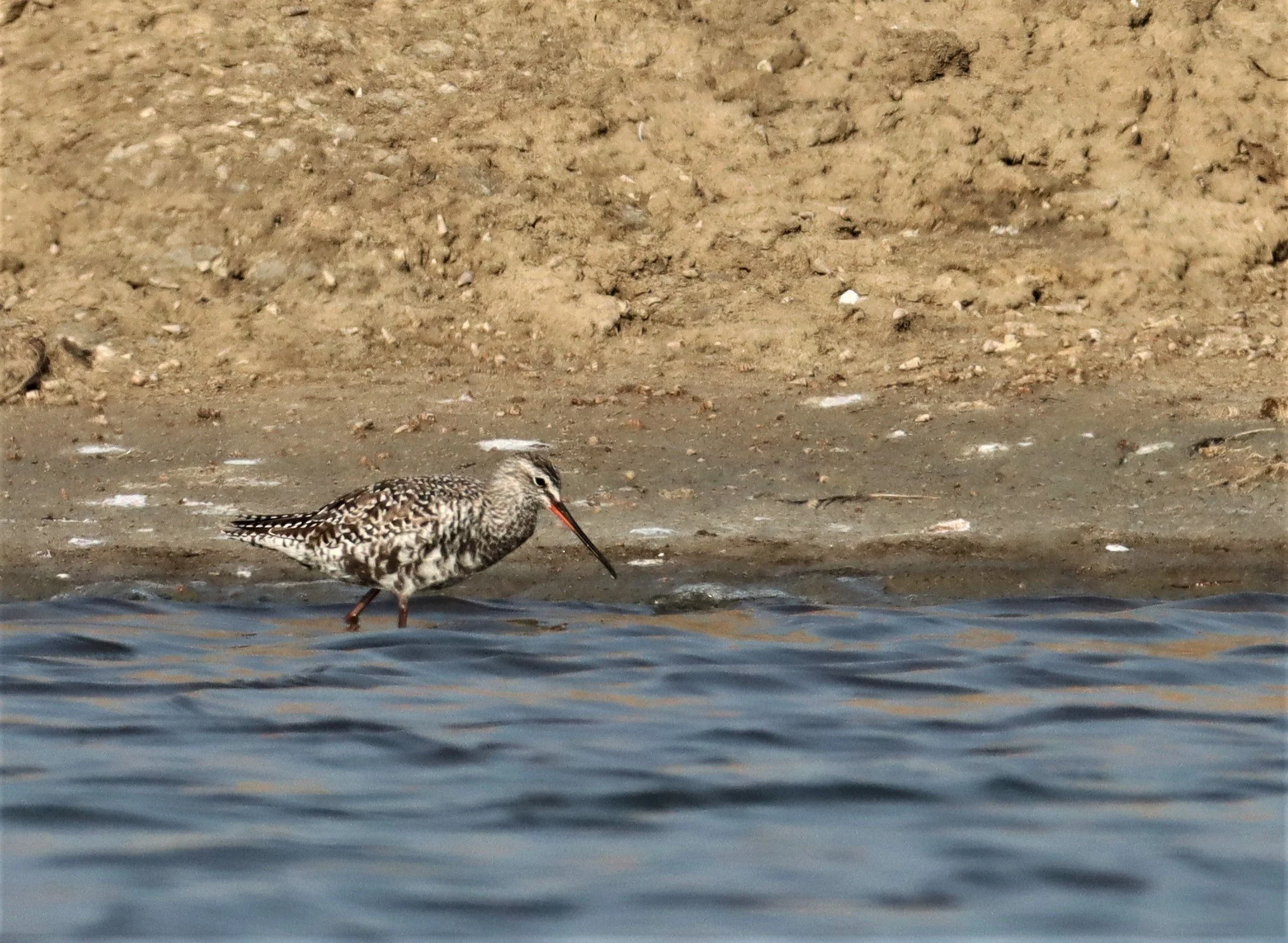 REDSHANK - SPOTTED REDSHANK - Tringa erythropus - WITH CURLEW SANDPIPER - BANG PAKONG SALT PANS CHACHOENGSAO WEST OF RIVER  (8).jpg