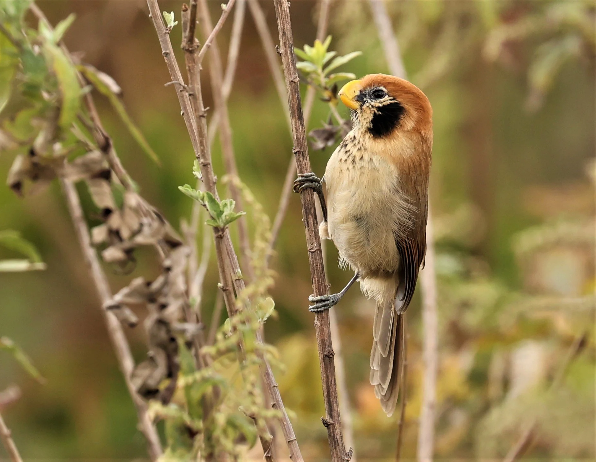 PARROTBILL - SPOT-BREASTED PARROTBILL - Paradoxornis guttaticollis - DOI LANG WEST, DOI PHA HOM POK NP, CHIANG MAI DEC 2021 (75).jpg
