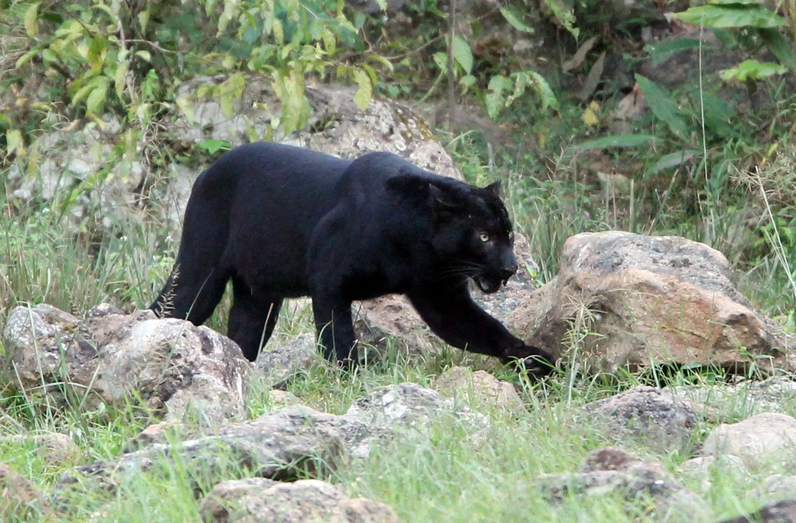 Indochinese leopard (Panthera pardus delacouri)
