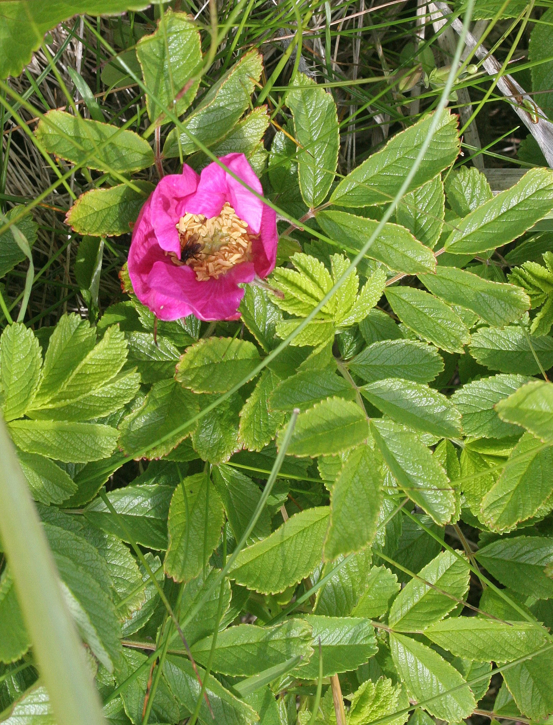KURIL ISLANDS - FLORA  (92).jpg