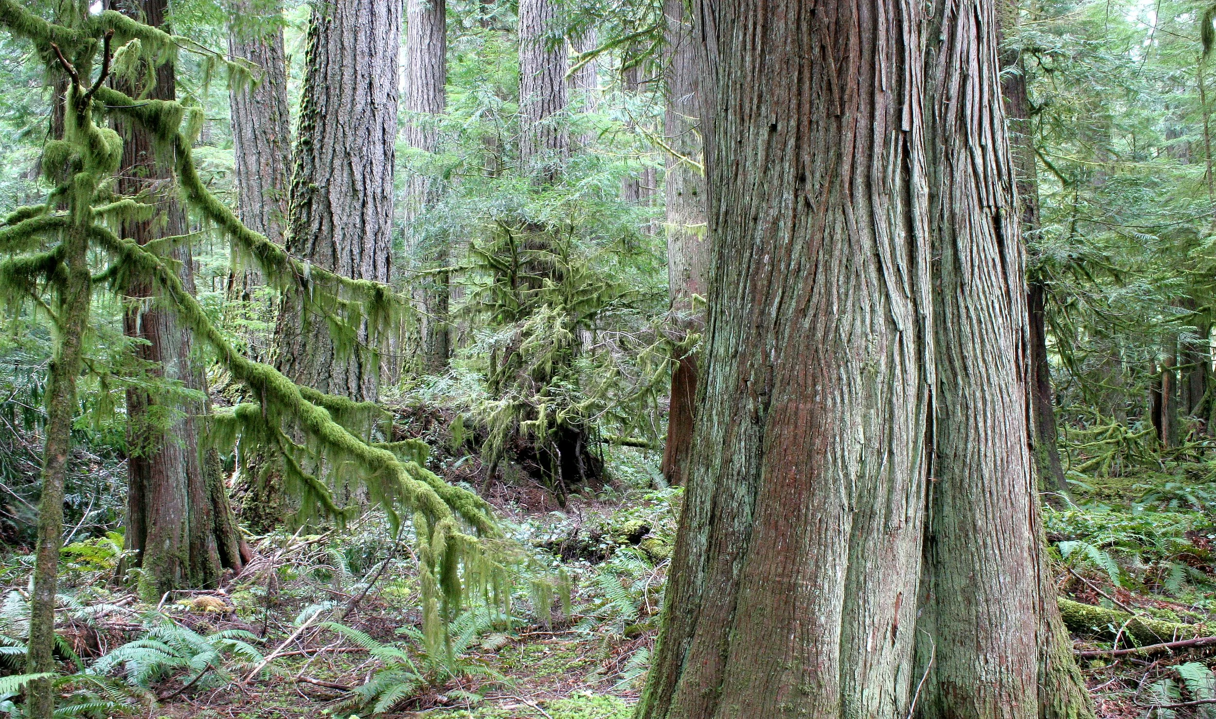 BARNES CREEK AND SURROUNDING FOREST (18).JPG
