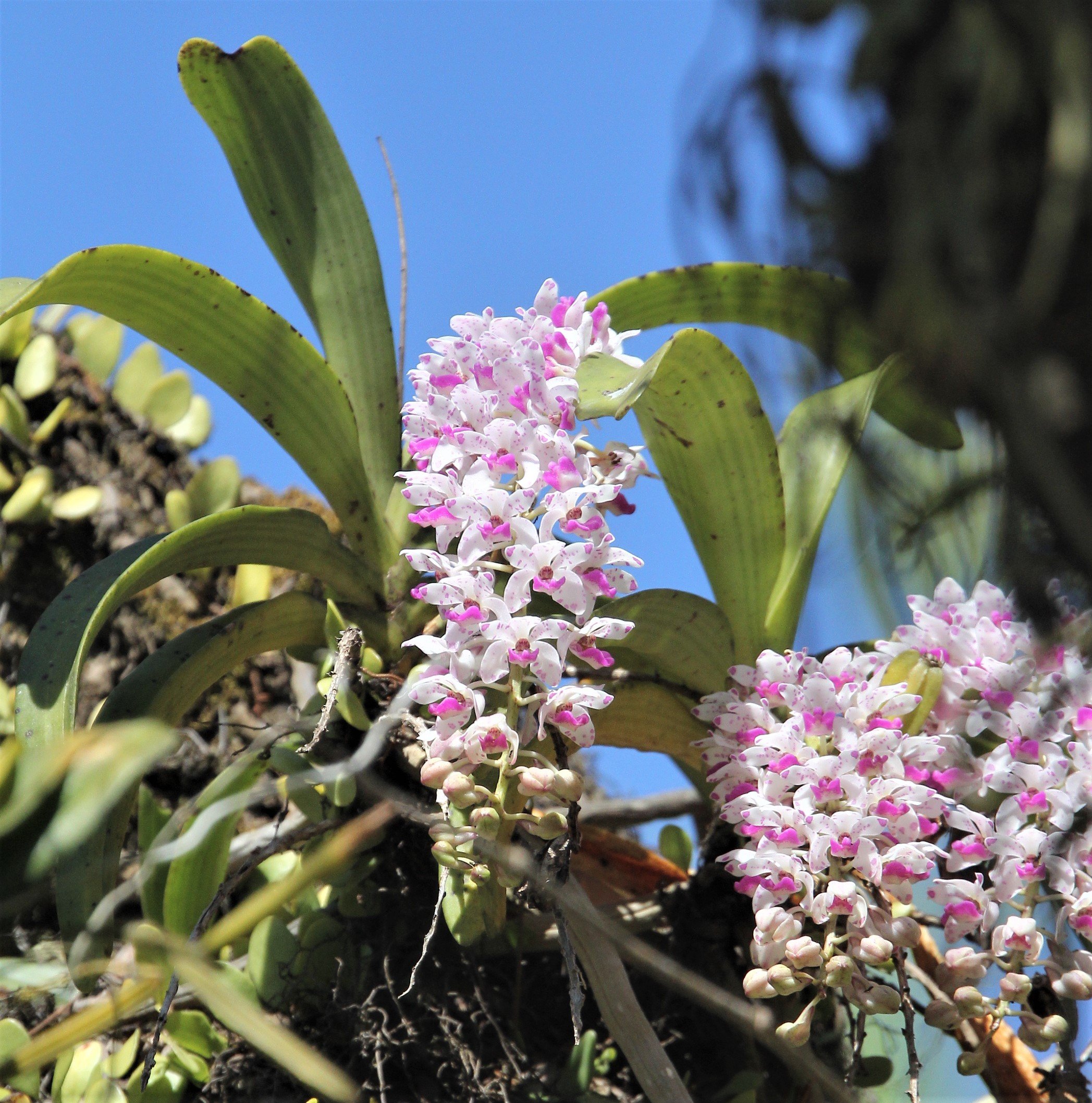 One of my favorite epiphytic orchids in Khao Yai is Rhynchostylis retusa orchid, commonly known as a foxtail orchid. 