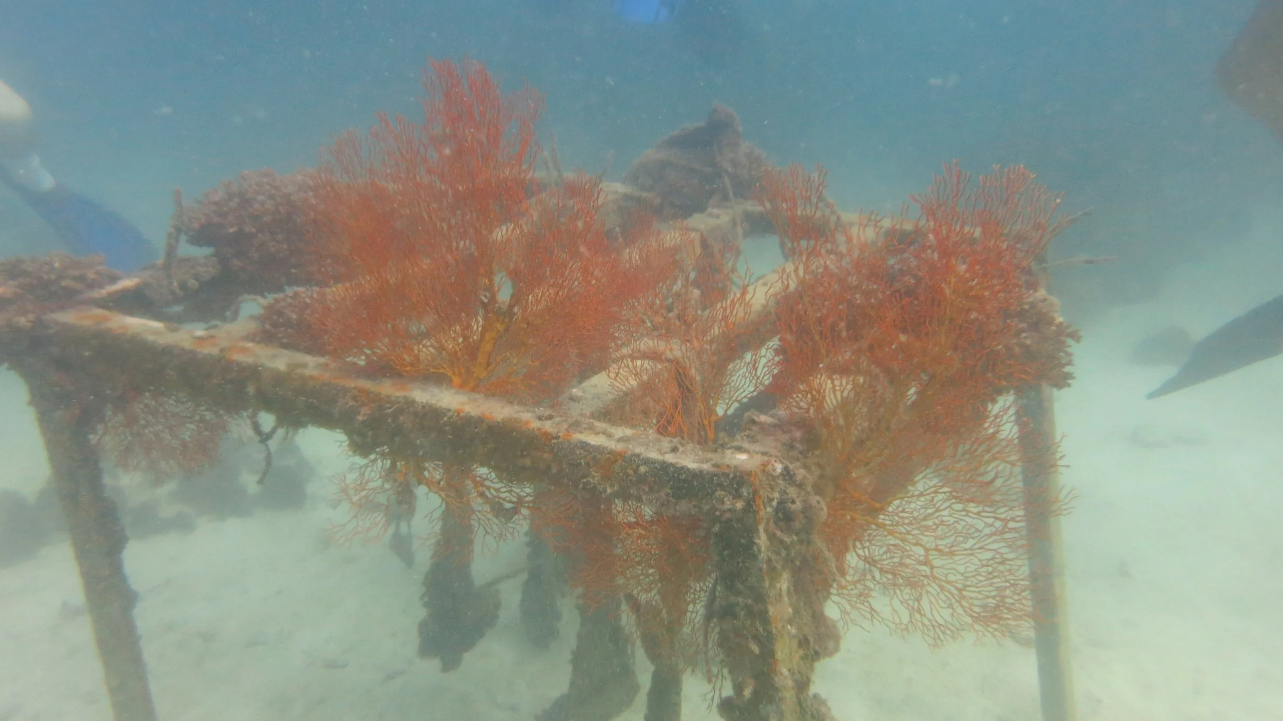 2016 BPS Satthahip Dive Trip with Marine Conservation Club (34).JPG