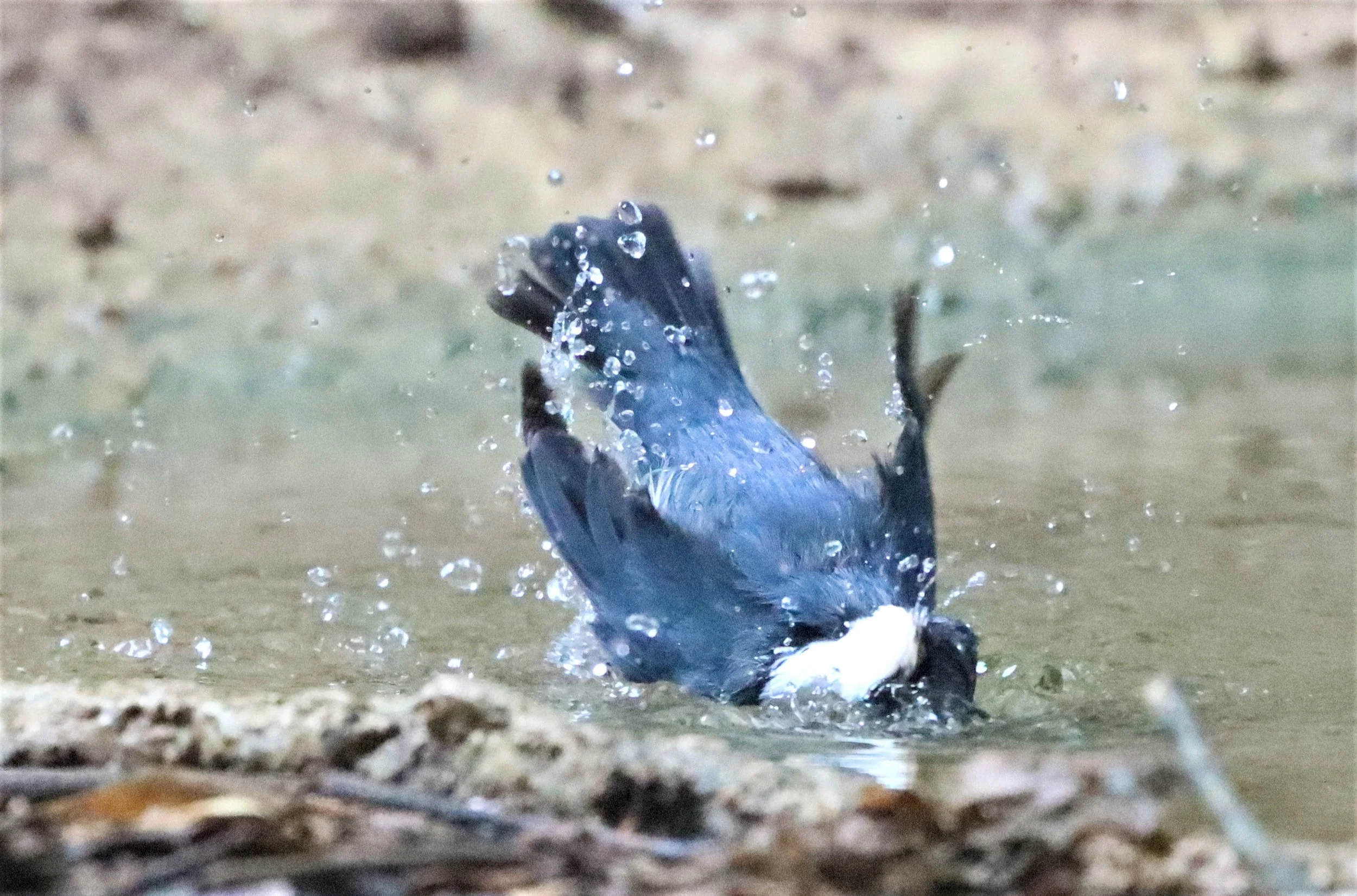 ROBIN - SIBERIAN BLUE ROBIN - Luscinia cyane - NEUNG HIDE, KAENG KRACHAN 2021 (7).jpg