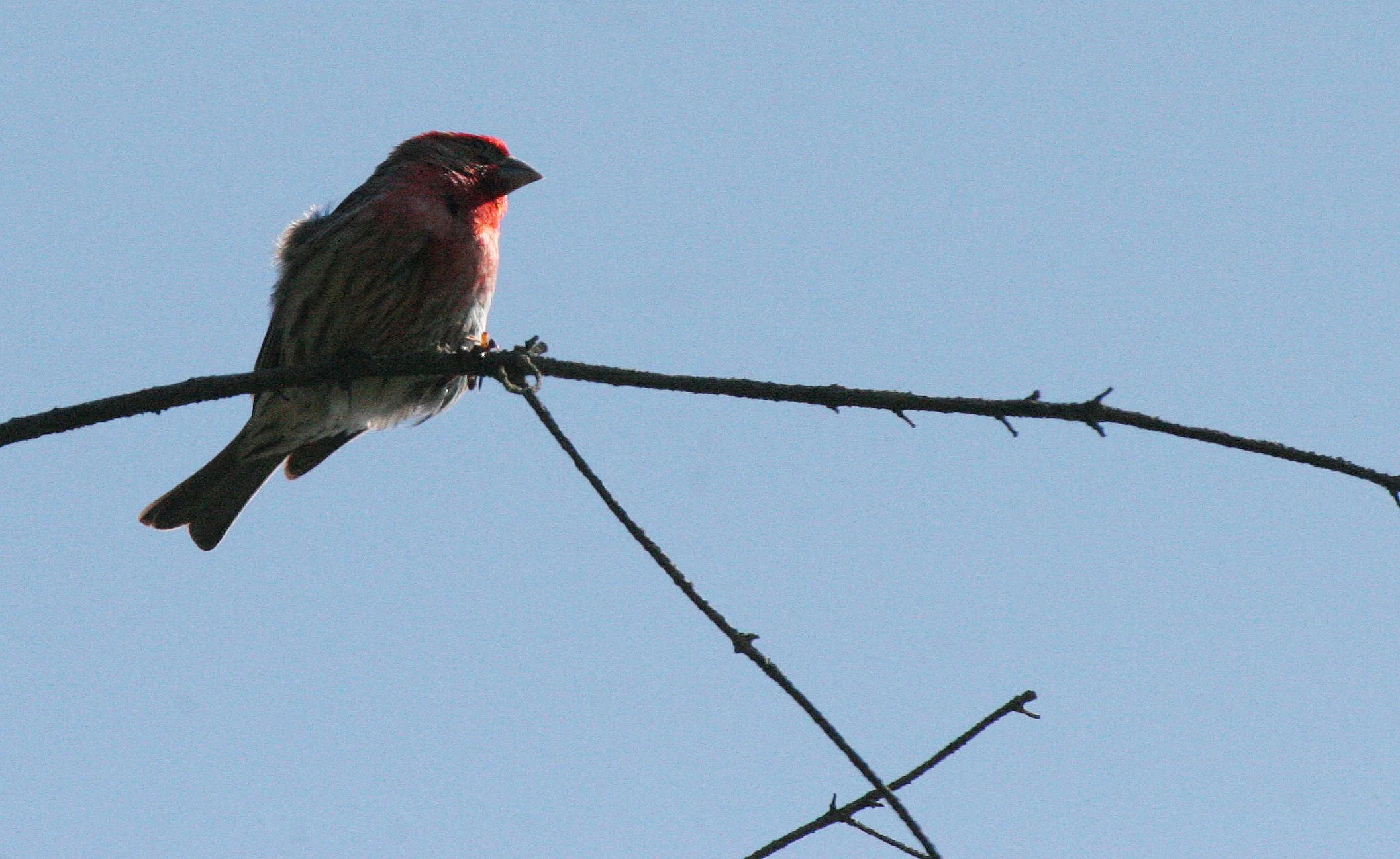 House Finch (Haemorhous mexicanus) Loreto Baja Mexico (13).jpg