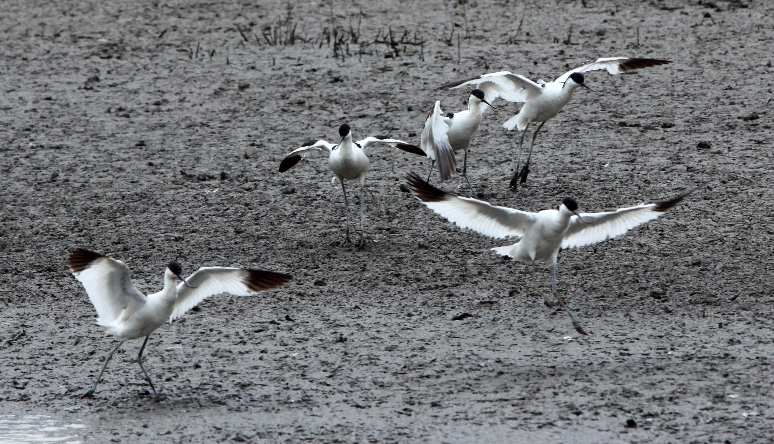 BIRD - AVOCET - PIED AVOCET - MAI PO WETLANDS HONG KONG (166).JPG