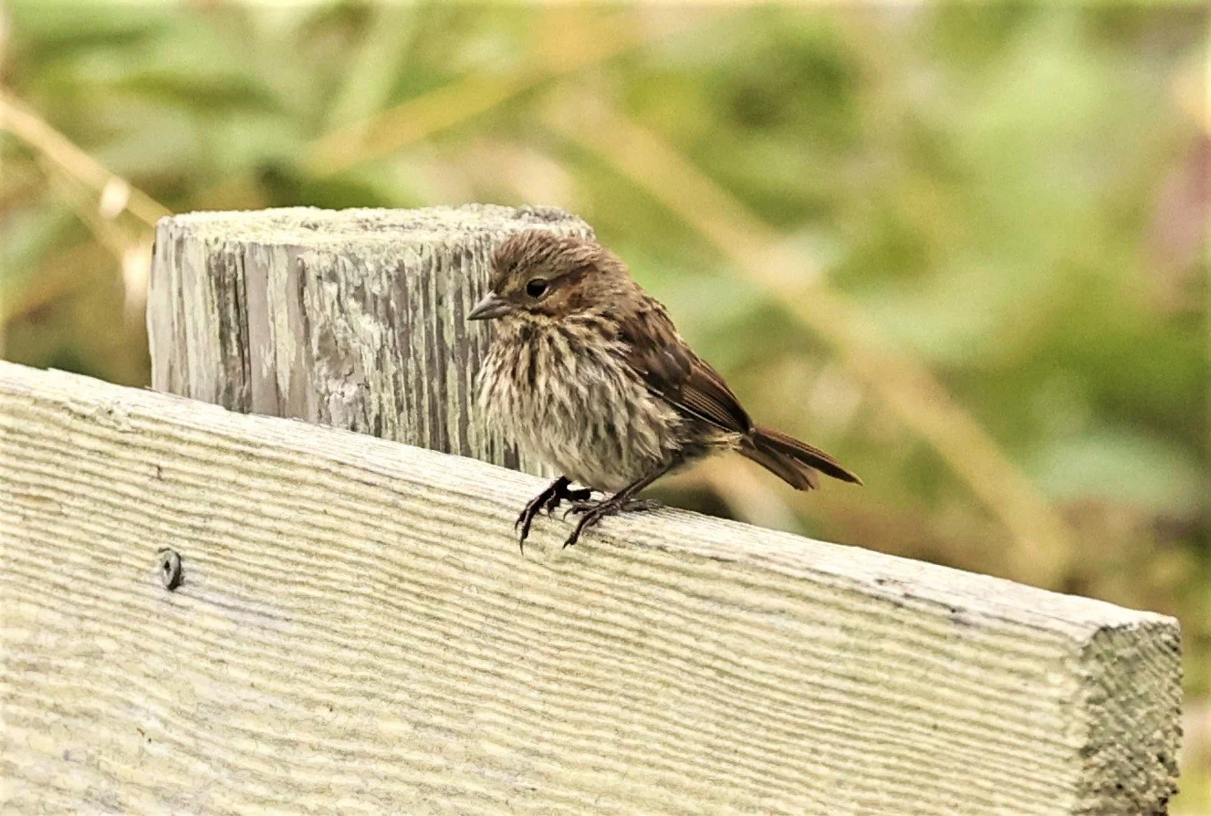 Lincoln's Sparrow (Melospiza lincolnii) Humboldt Bay NWR California (8).jpg