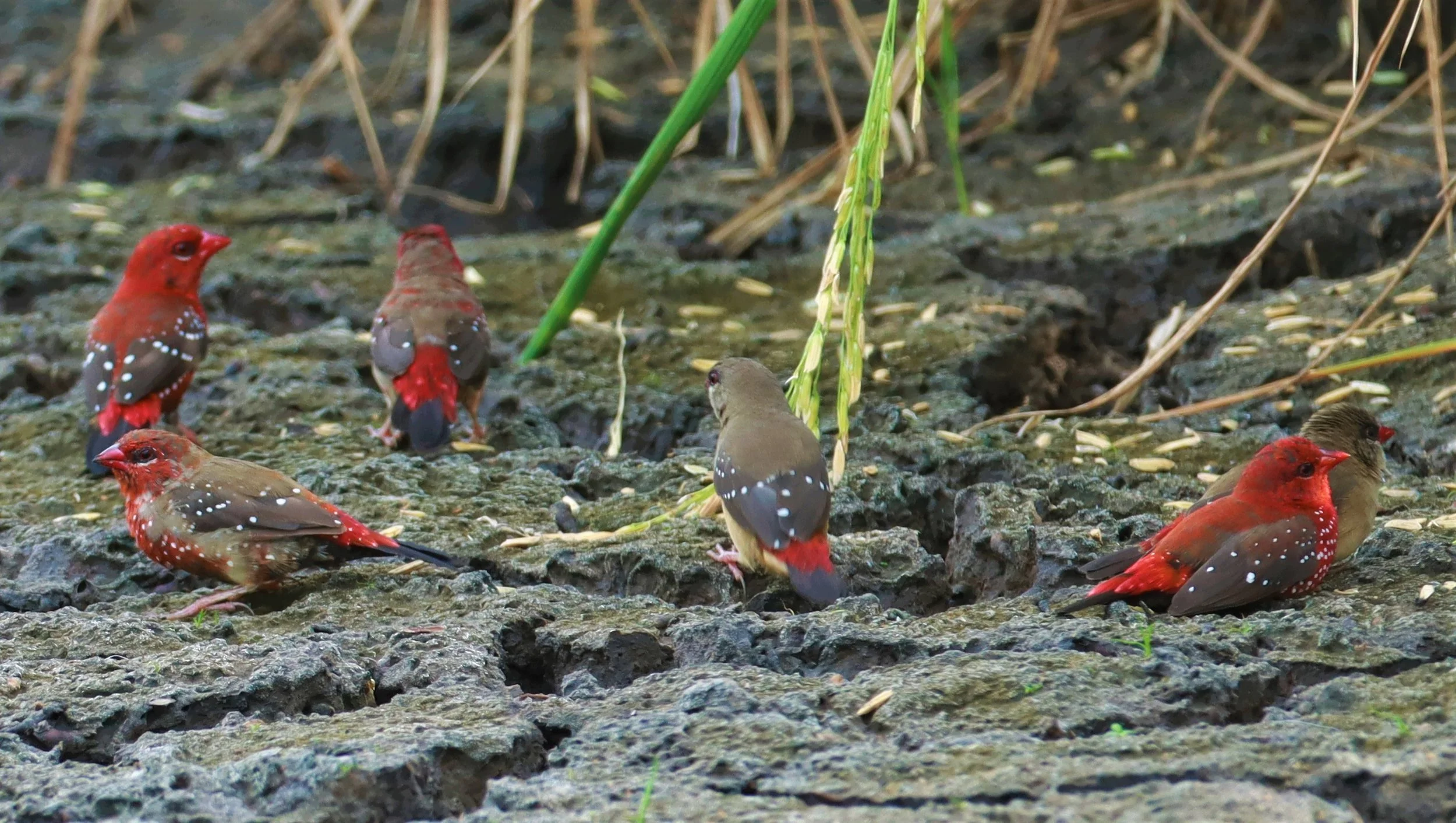 RED AVADAVAT - Amandava amandava - LAT KRABANG THAP YAO RICEFIELDS August 25, 2021 (82).jpg