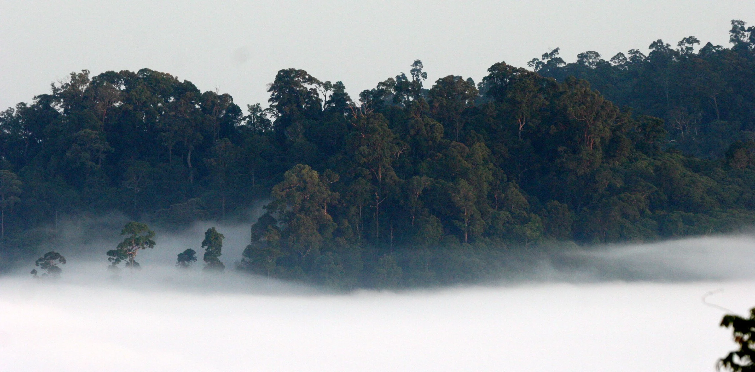 DANUM VALLEY BORNEO - SUNRISE OVER THE DANUM (77).JPG