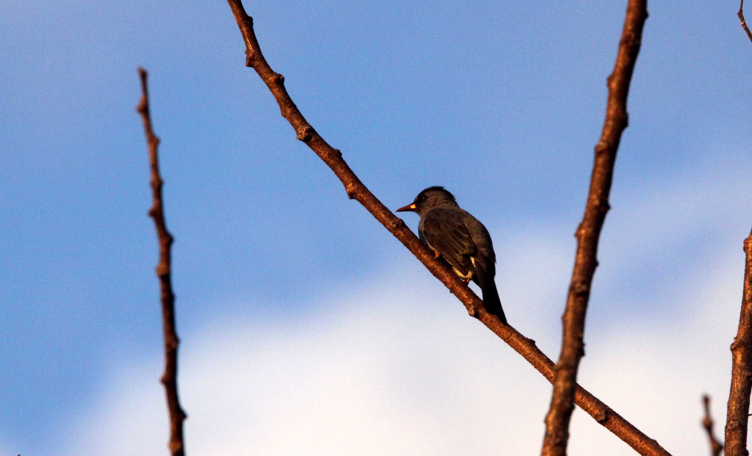 BULBUL - MADAGASCAR BULBUL - Hypsipetes madagascariensis - KIRINDY NATIONAL PARK - MADAGASCAR (10).JPG
