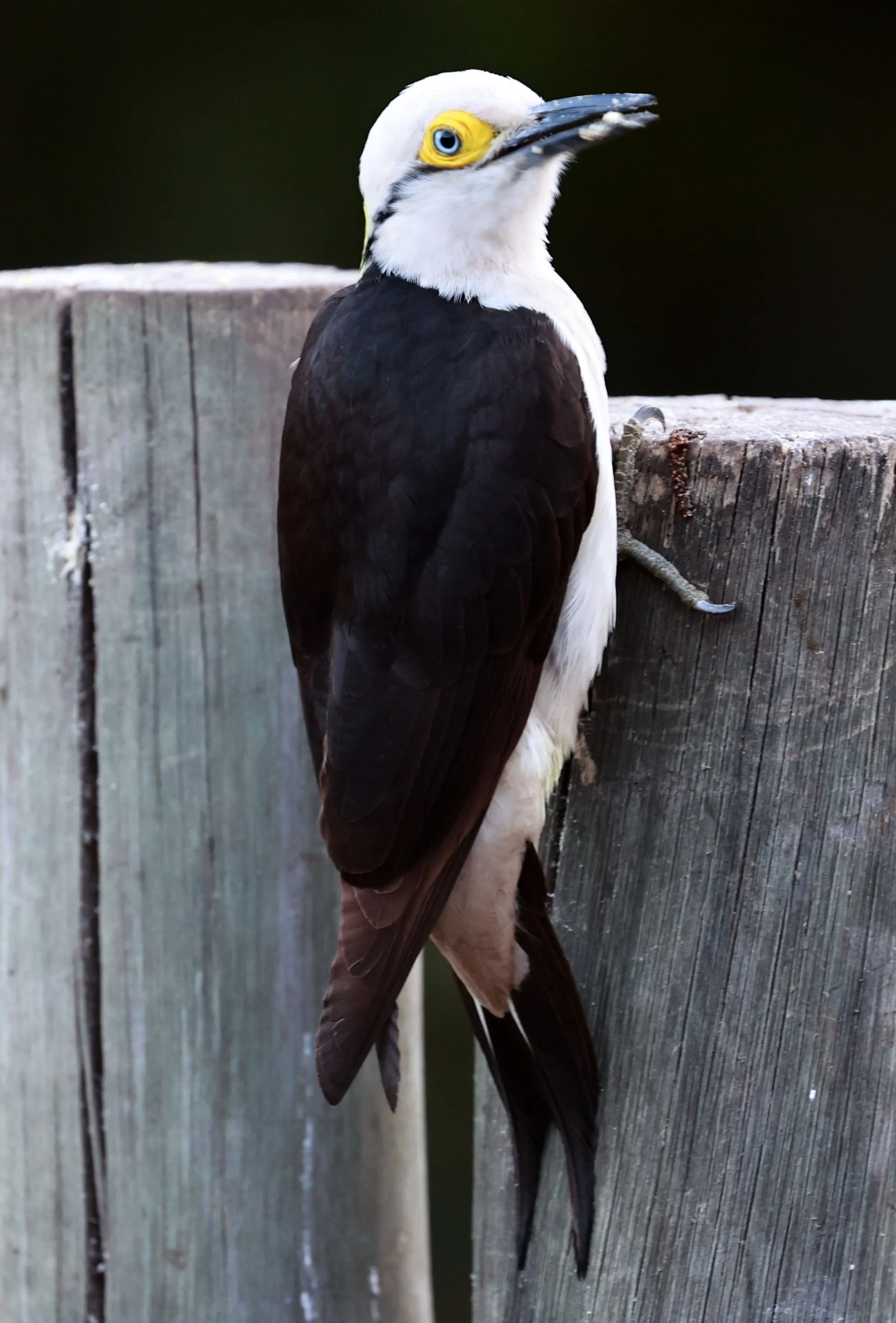 Woodpecker - White Woodpecker - Melanerpes candidus - Pousada Aguape - Fazenda São José Zona Rural, Aquidauana, Mato Grosso do Sul, Brazil (12).jpg