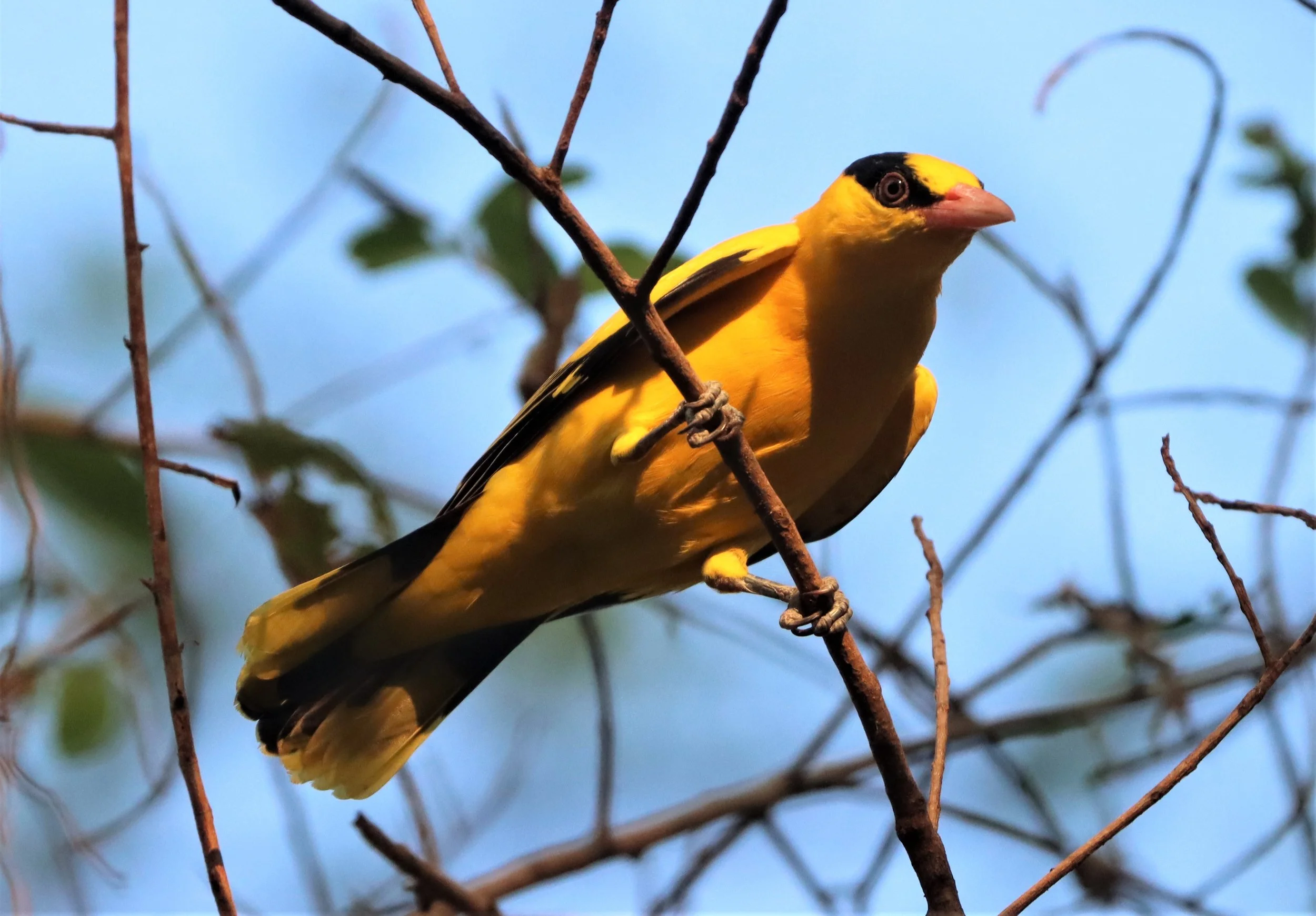 Black-napped Oriole (Oriolus chinensis) Rama 9 Park Bangkok (20).jpg