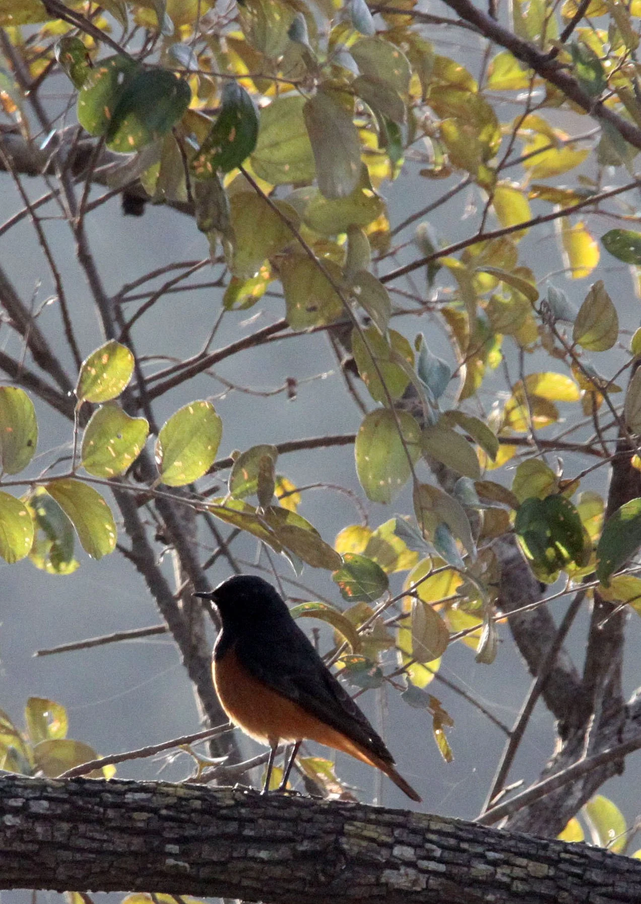 BIRD - REDSTART - BLACK REDSTART - GIR FOREST GUJARAT INDIA (2).JPG