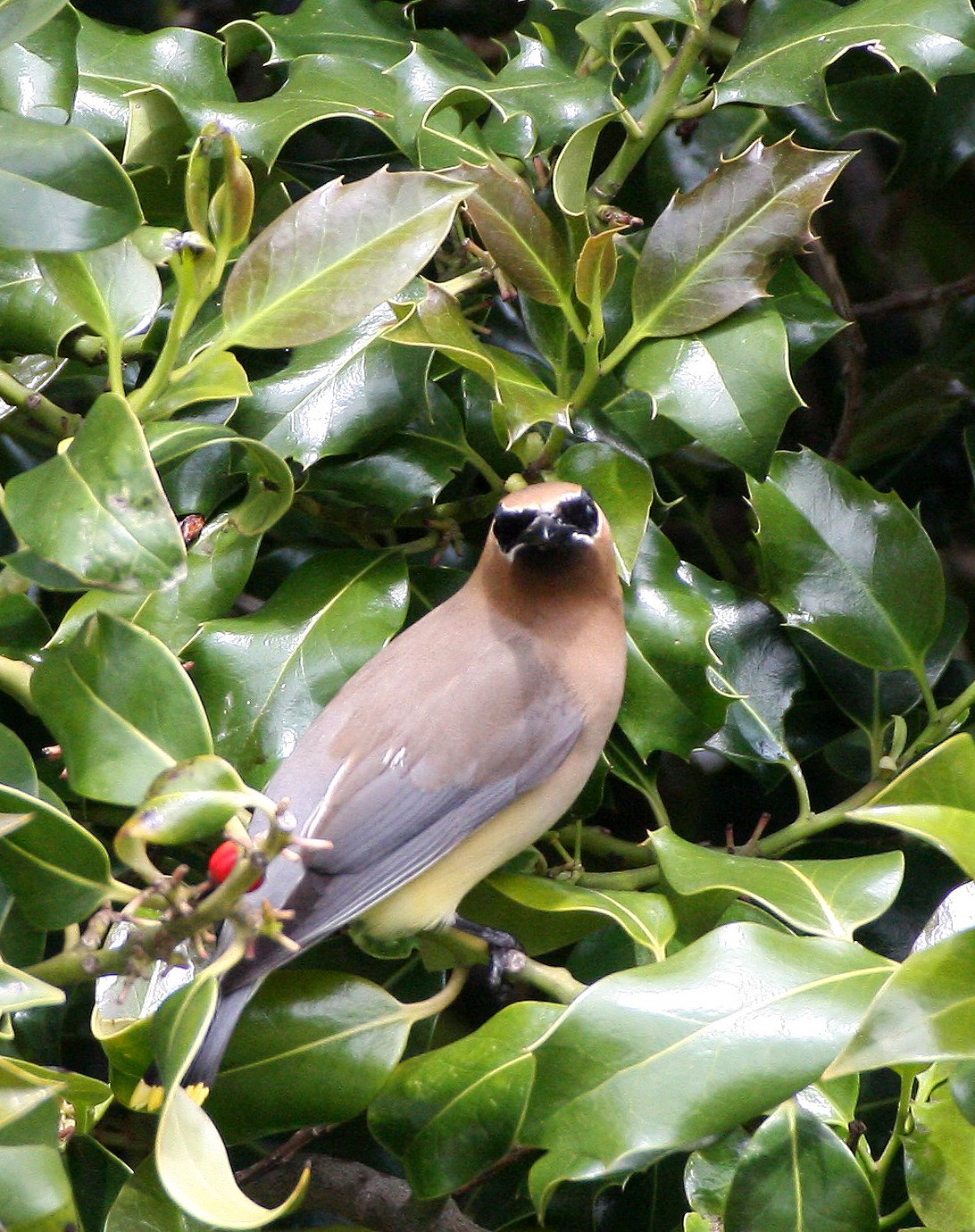 BIRD - WAXWING - CEDAR WAXWING - DUNGENESS SEQUIM WA (18).JPG