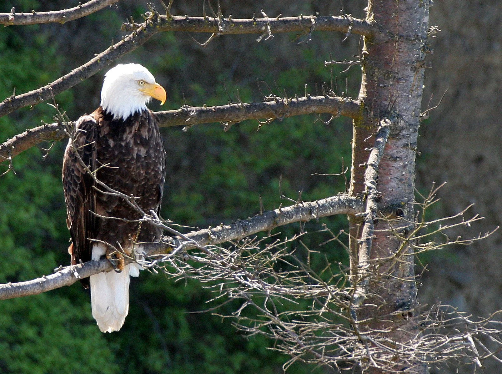 BIRD - EAGLE - BALD EAGLE - LAKE FARM BLUFFS WASHINGTON (212).JPG