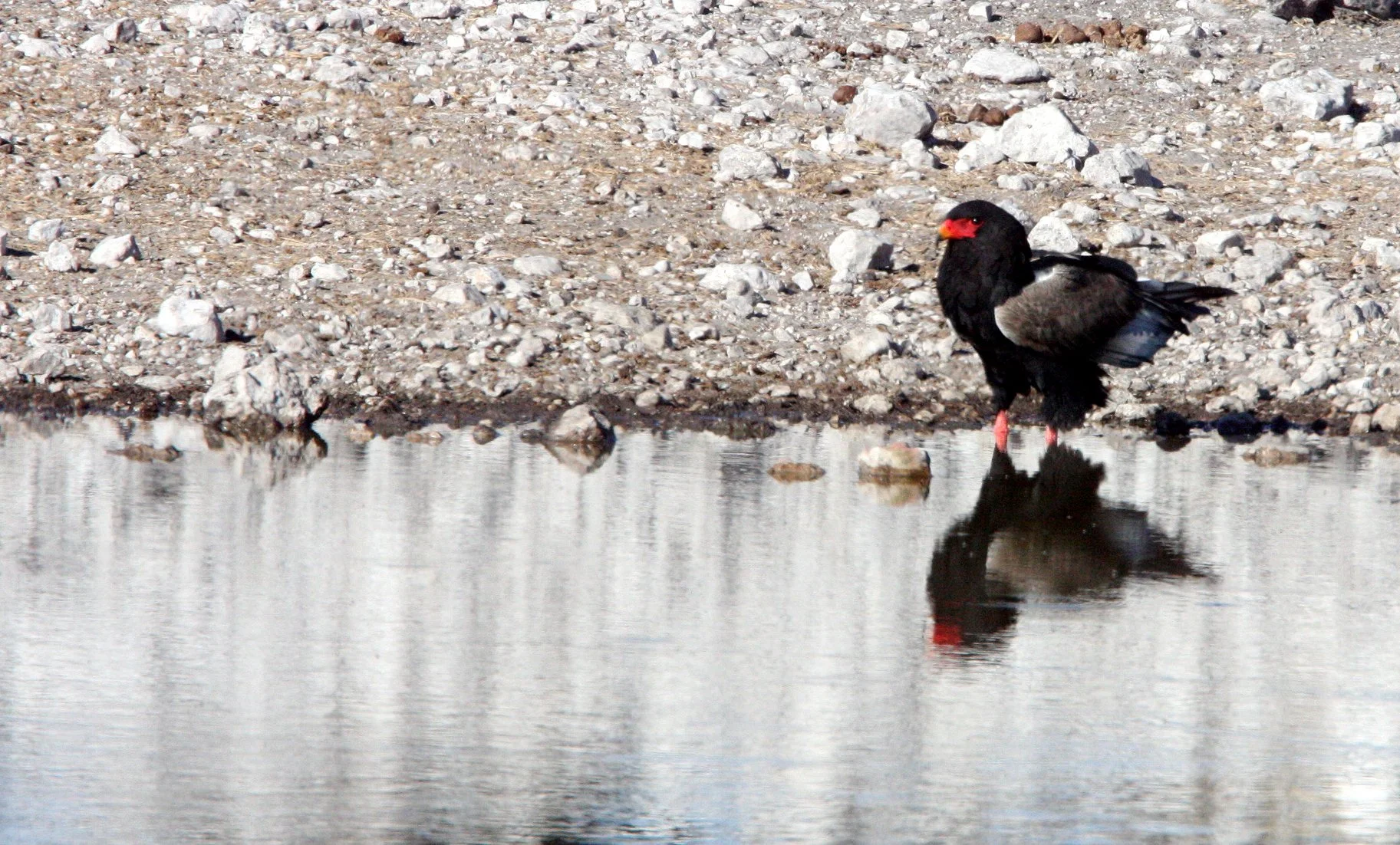 Terathopius ecaudatus - BATELEUR - ETOSHA NATIONAL PARK NAMIBIA (13).JPG