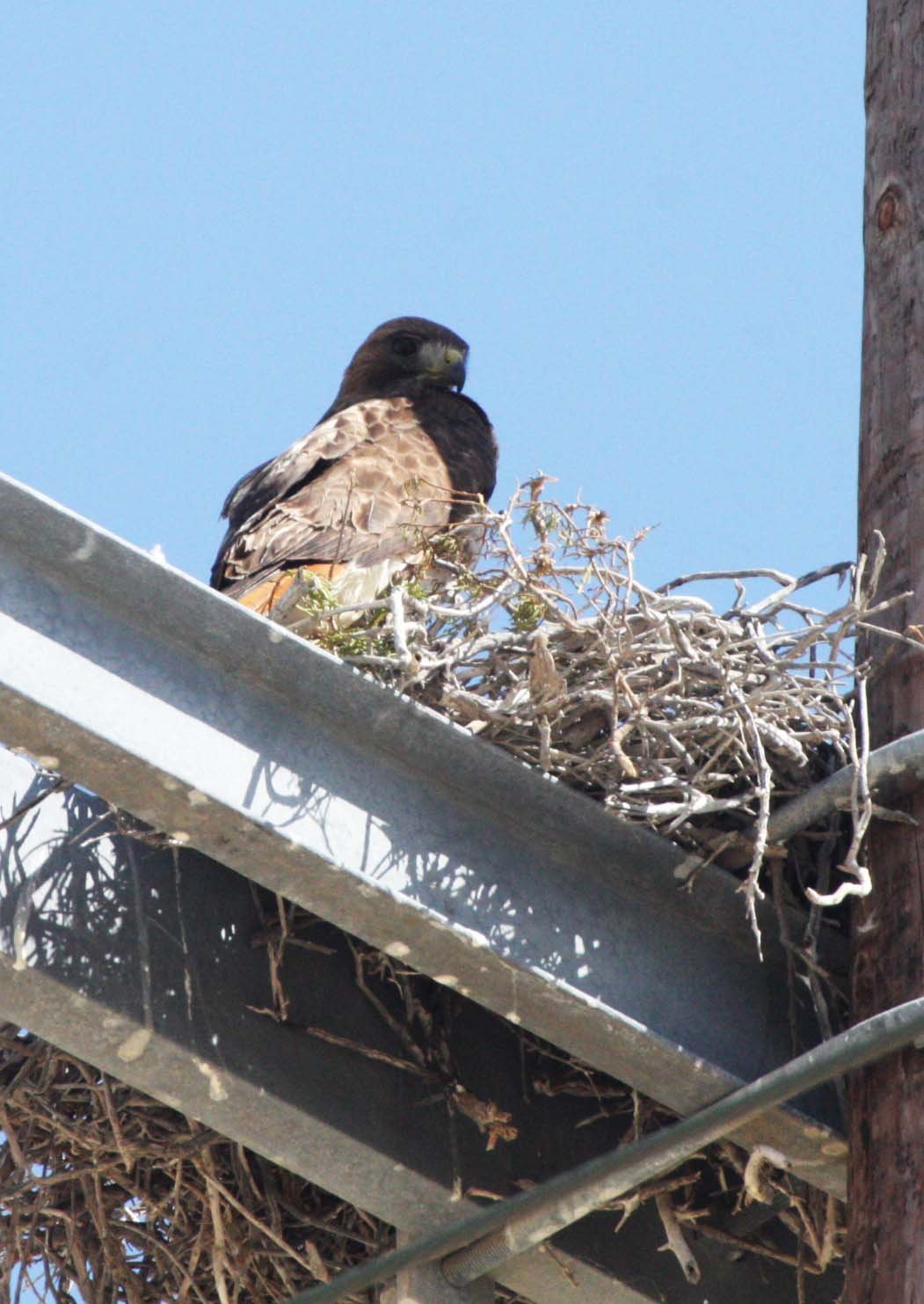 Buteo jamaicensis - RED-TAILED HAWK - VIZCAINO BIOSPHERE RESERVE BAJA MEXICO (3).JPG