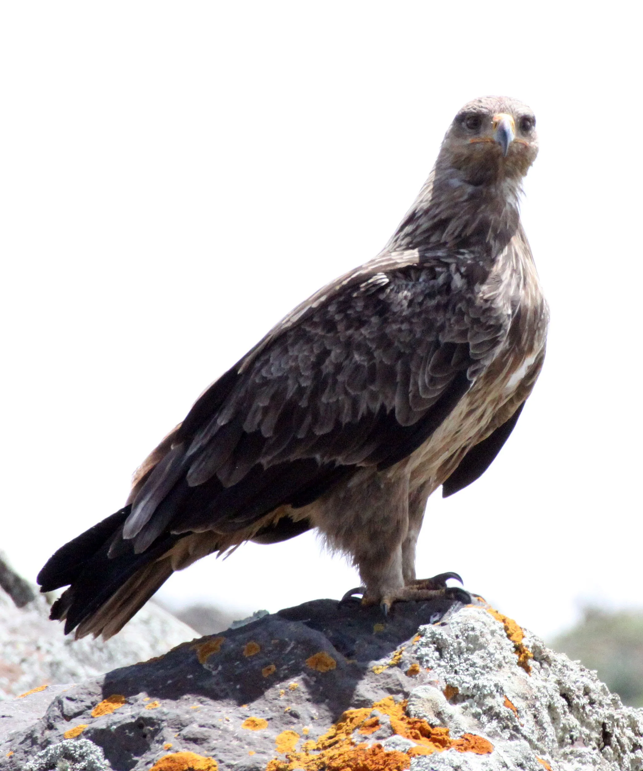 Aquila rapax - TAWNY EAGLE - BALE MOUNTAINS NATIONAL PARK ETHIOPIA (44).JPG