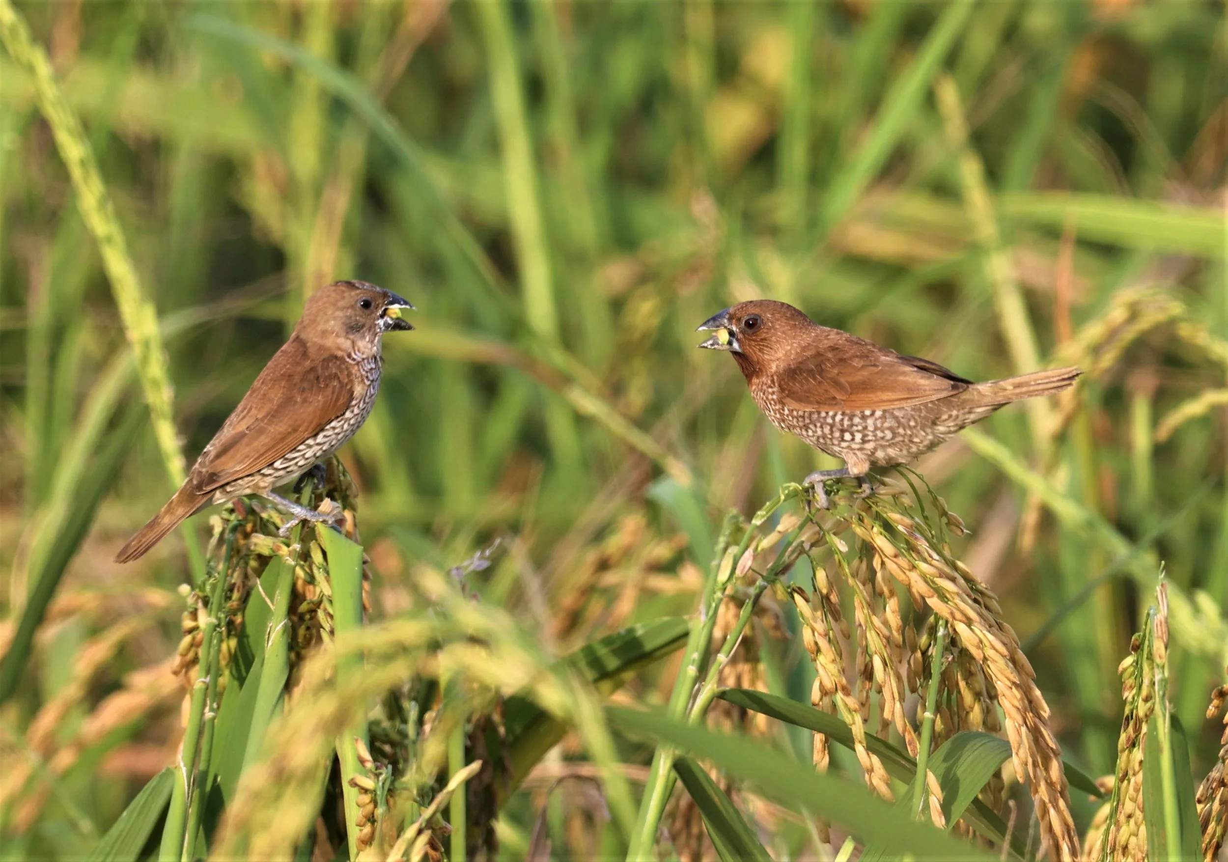 MUNIA - SCALY BREASTED MUNIA - Lonchura punctulata - PATHUM THANI RICE RESEARCH CENTER 14 SEPT 2021 (14).jpg