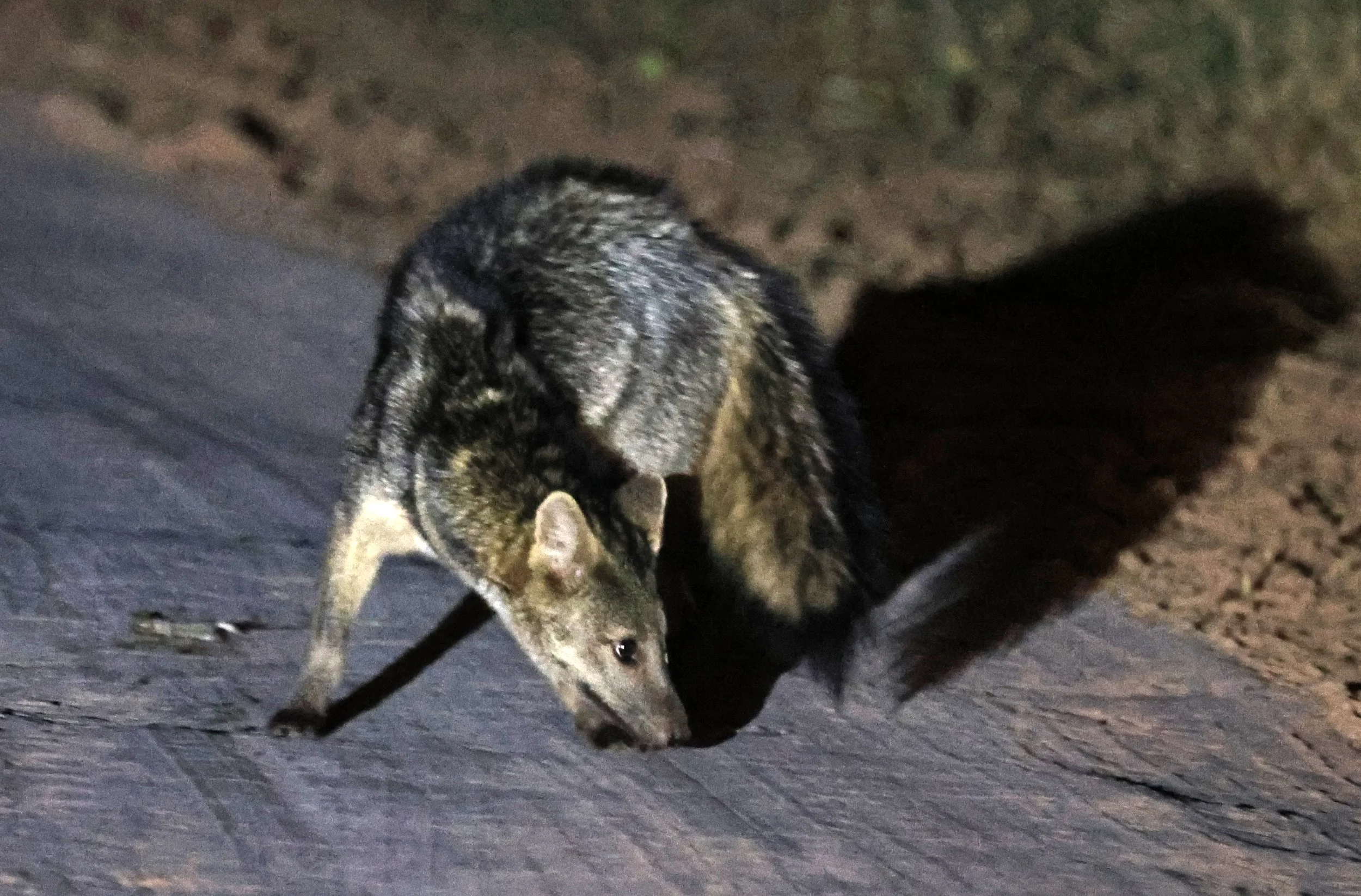 Crab-eating Fox (Cerdocyon thous) Agua Dulce Paraguay (13).jpg