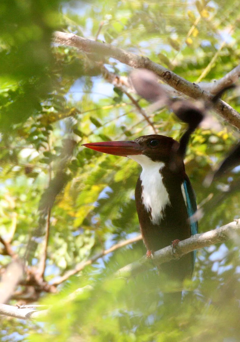 KINGFISHER - WHITE-THROATED KINGFISHER - Halcyon smyrnensis - KHAO SAM ROI YOT THAILAND (75).JPG