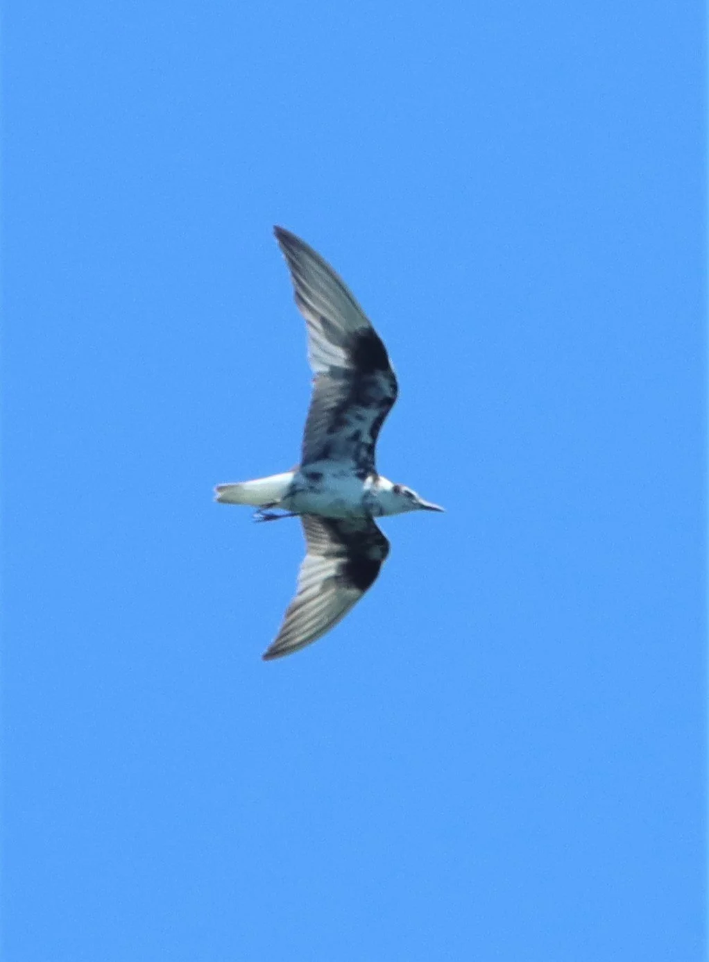 TERN - WHITE-WINGED (BLACK) TERN - Chlidonias leucopterus - Off Khok-Kham Shoreline, Samut Sakhon, Gulf of Siam (14).jpg