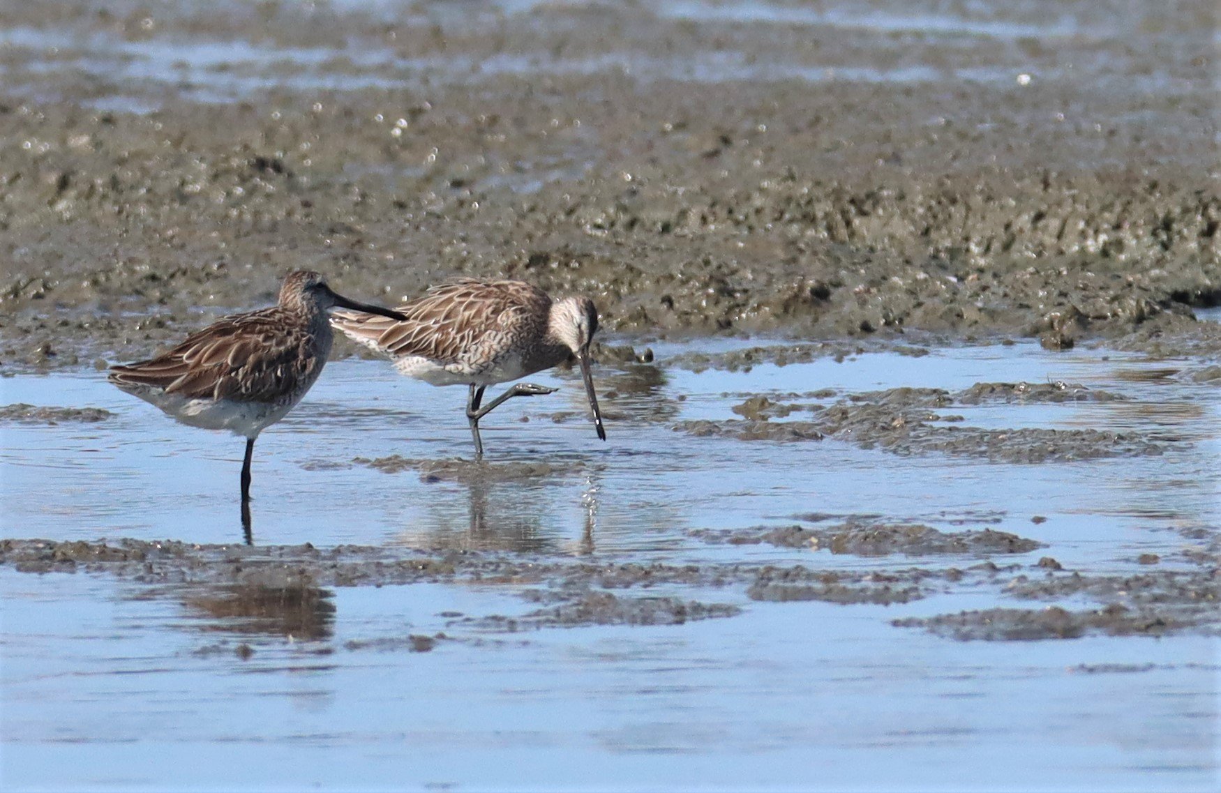 DOWITCHER - ASIAN DOWITCHER - Limnodromus semipalmatus - Mangrove Forest Research Center Samut Sakhon (66).jpg