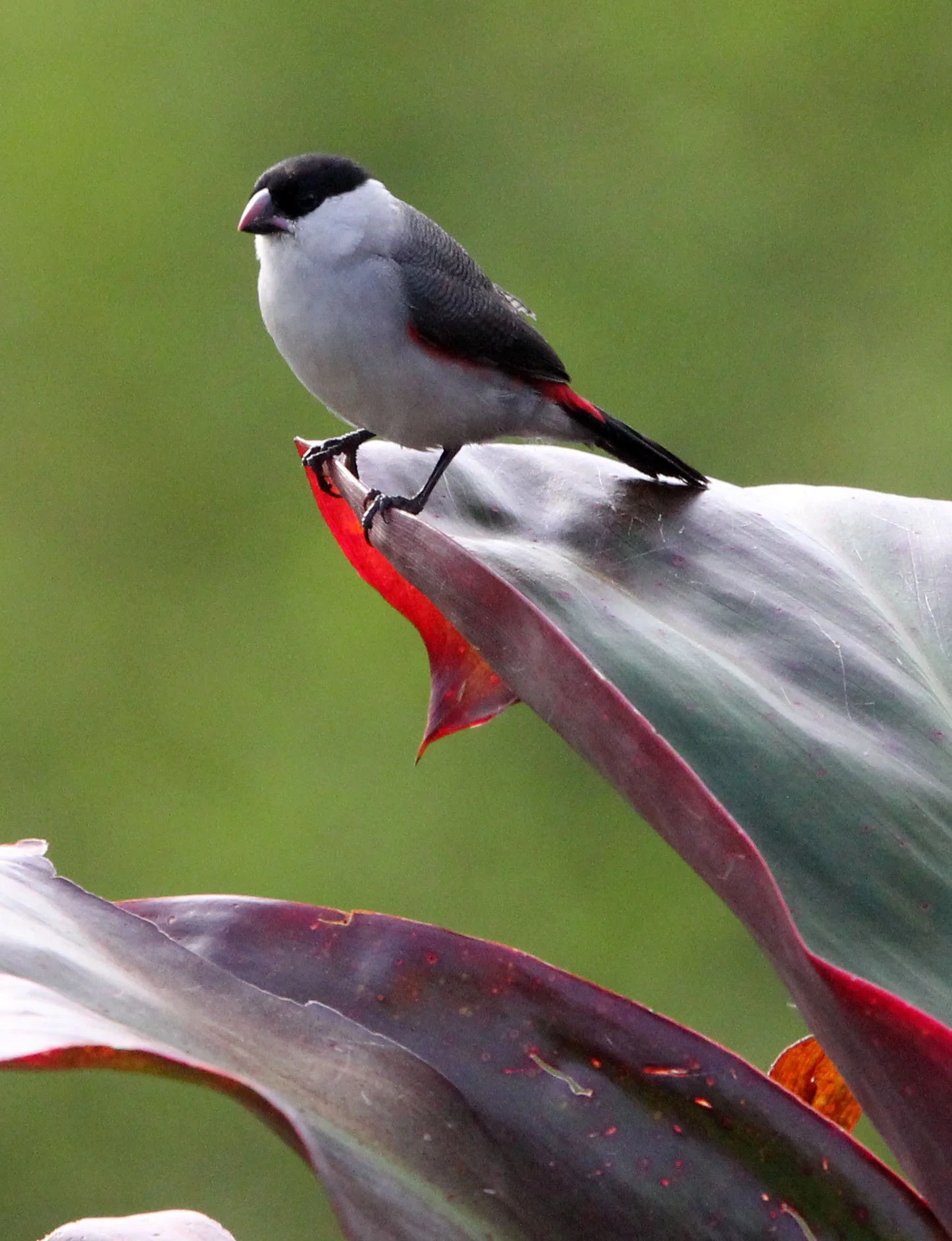 Black-crowned Waxbill (Estrilda nonnula) Ruhengeri Rwanda 2012 (8).JPG