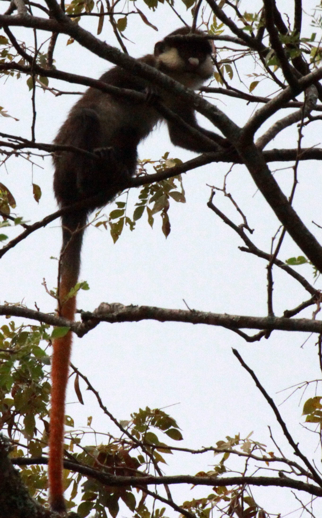 CERCOPITHECIDAE - Cercopithecus ascanius schmidti - SCHMIDT'S RED-TAILED MONKEY - KIBALE NATIONAL PARK UGANDA BIGODI SWAMP (29).JPG