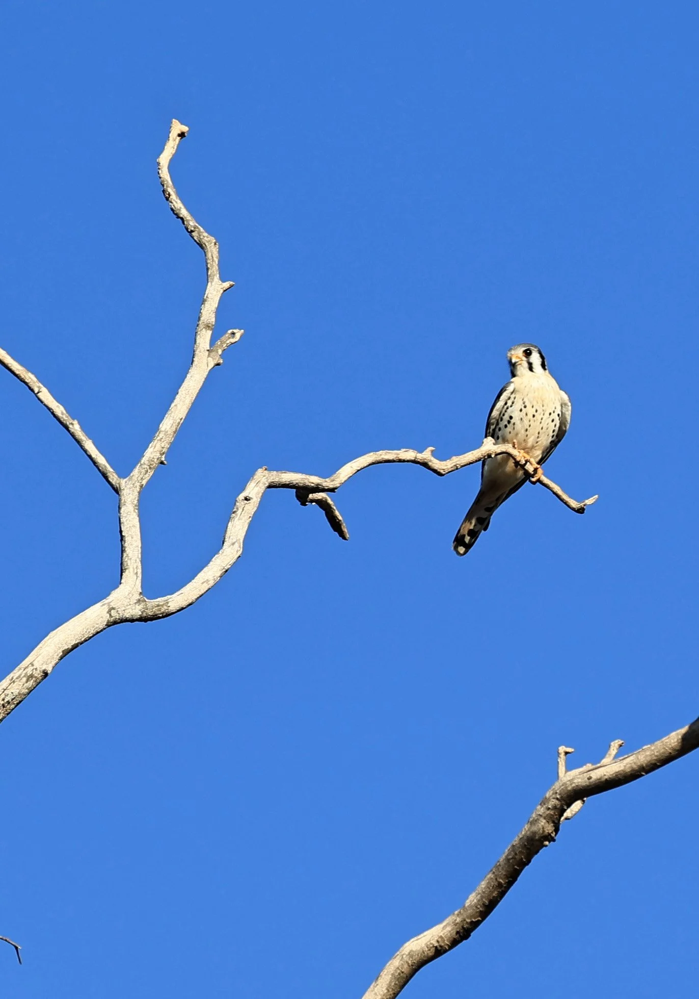 American Kestrel (Falco sparverius) Fortin Toledo Paraguay (6).jpg