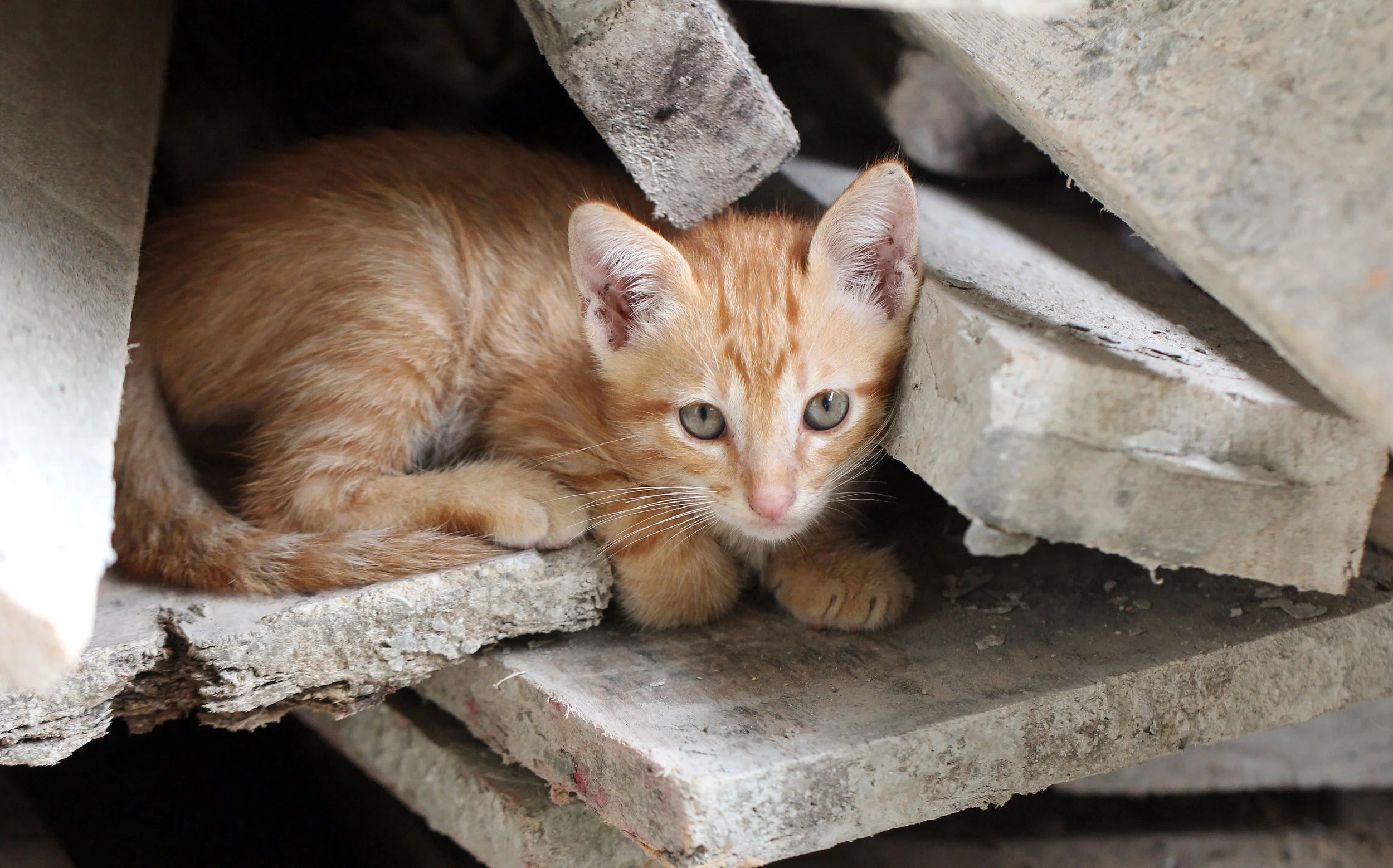 2015 Koh Lanta October Break Trip  (219).JPG