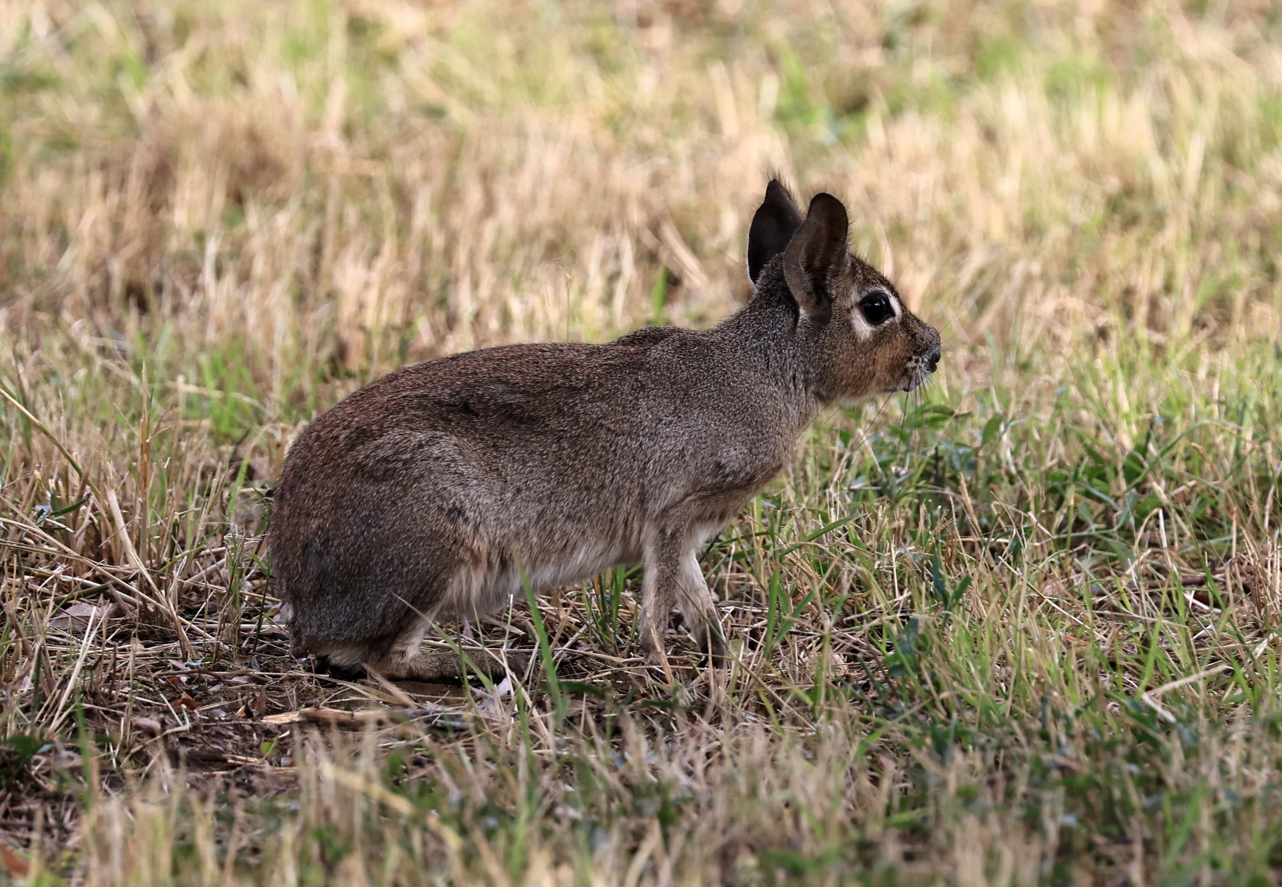 Chacoan Mara (Dolichotis salinicola) Estancia Campo'i Paraguay (70).jpg