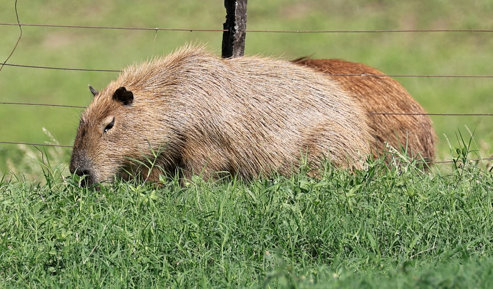 Capybara (Hydrochoerus hydrochaeris) Loma Plata Paraguay - Brunnen Strasse (27).jpg
