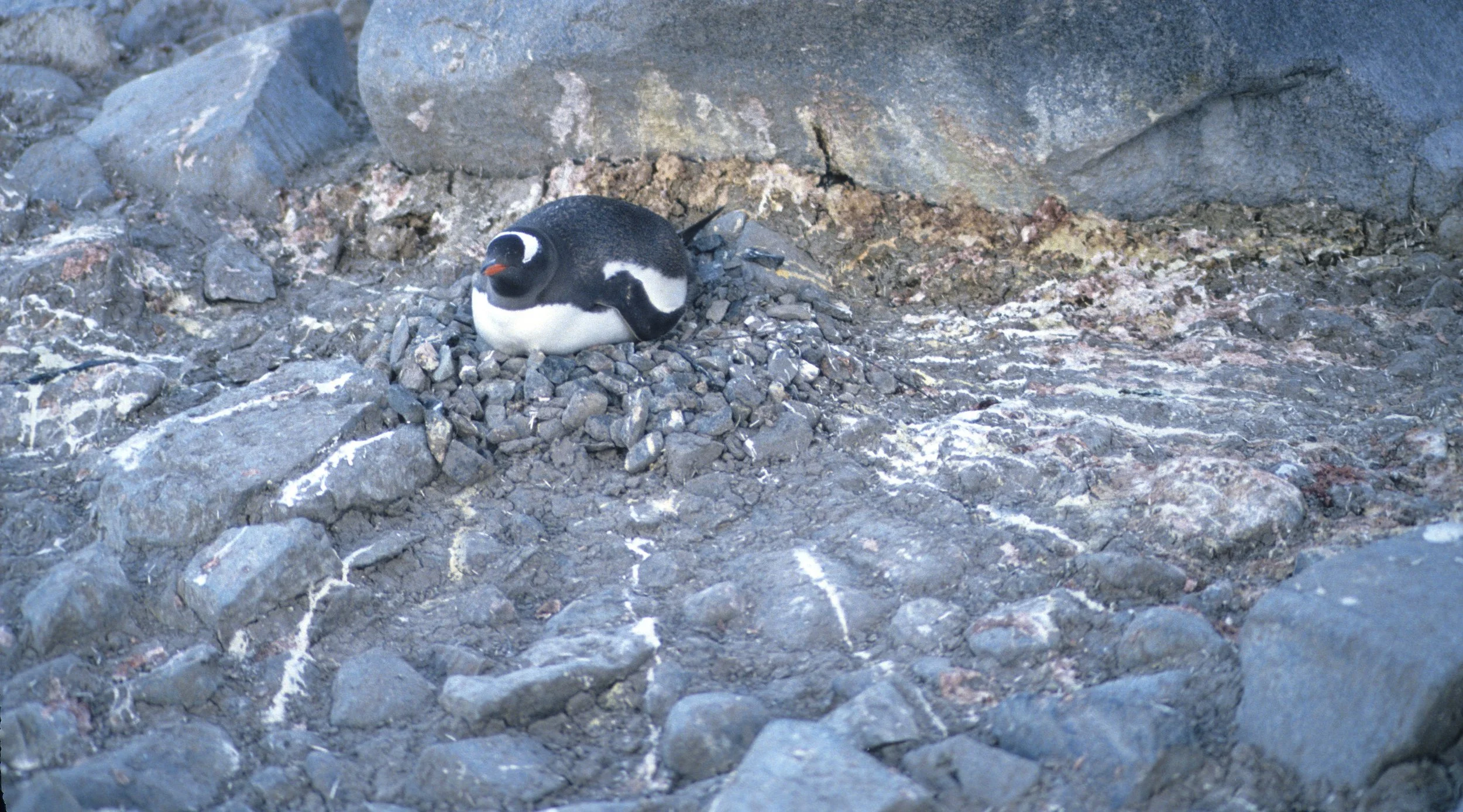 Gentoo Penguin (Pygoscelis papua) Danco Island Antarctic Peninsula (1).jpg
