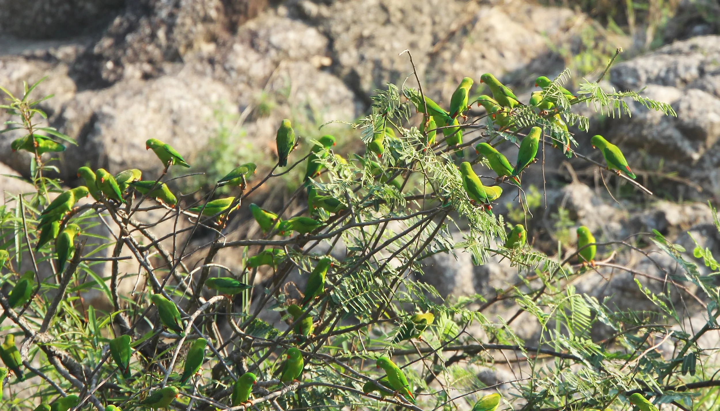 BIRD - PARROT - VERNAL HANGING PARROT -  HUAI KHA KHAENG NATURE RESERVE - THAILAND (13).JPG