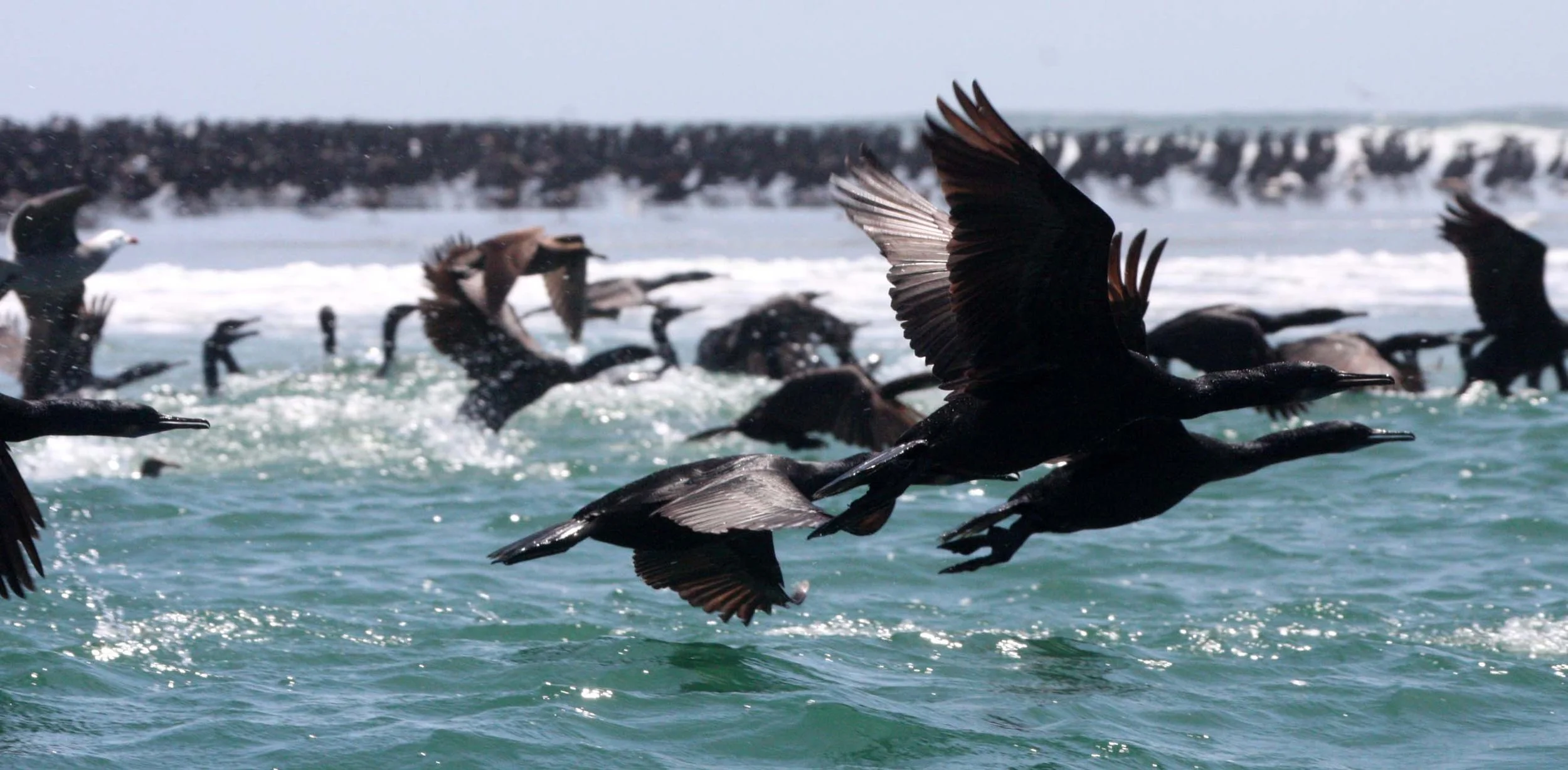 Urile penicillatus - Brandt's Cormorant - San Ignacio Lagoon, Baja California (11).JPG