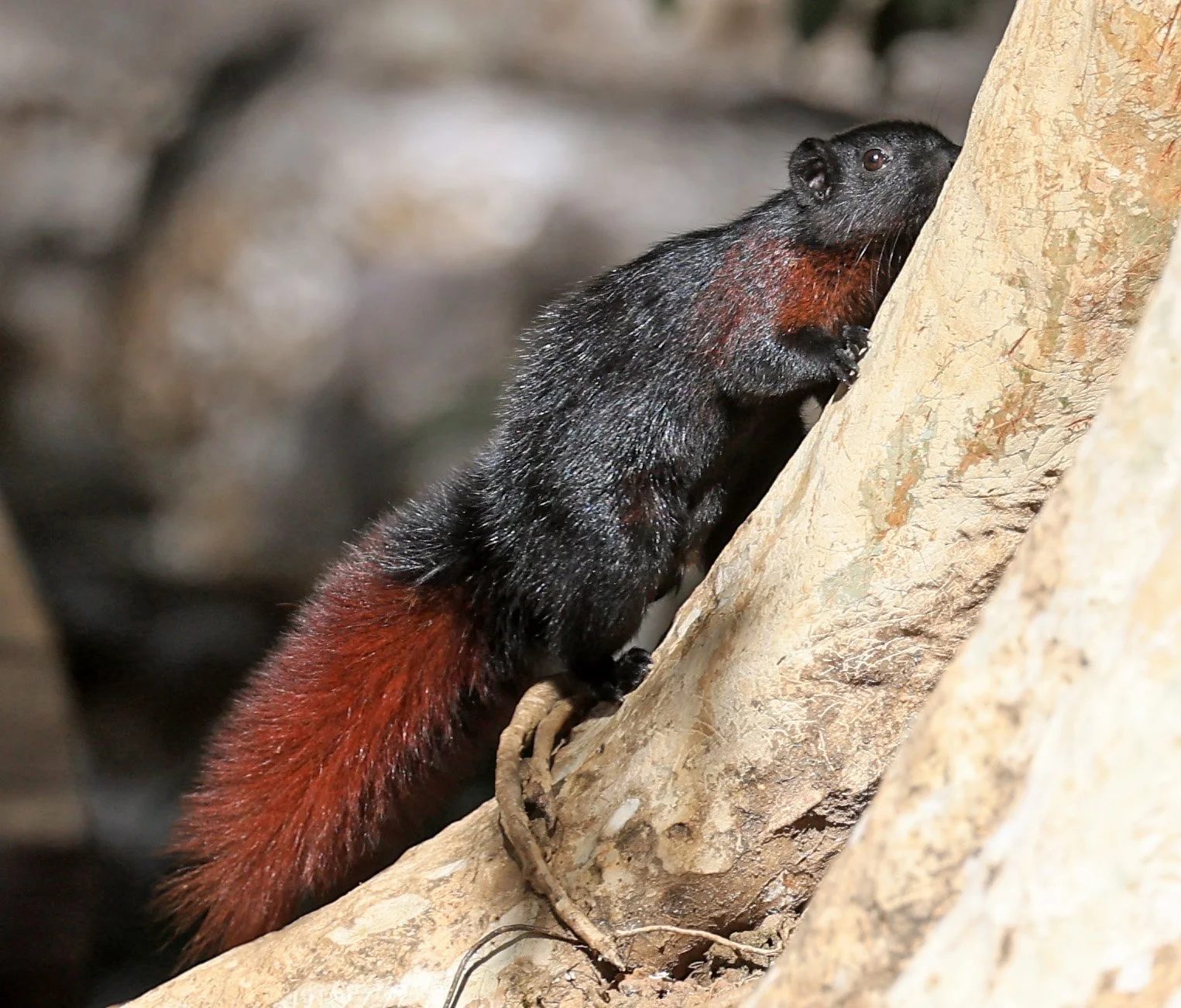 Variable Squirrel (Callosciurus finlaysonii ferrugineus) Kong Lor Cave (Tham Kong Lo), Khammouane Province, Laos (36).jpg
