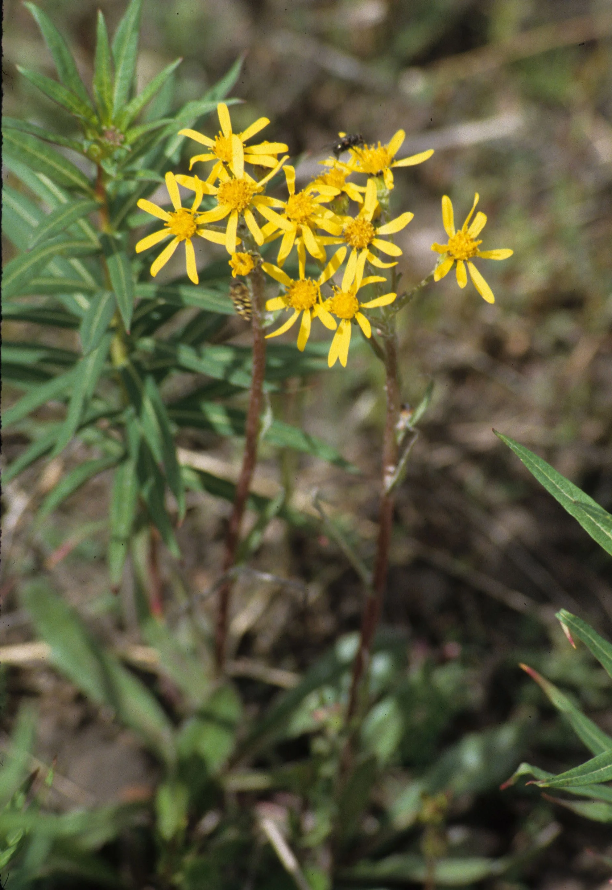 ALASKA - SENECIO LUGENS - GROUNDSEL.jpg