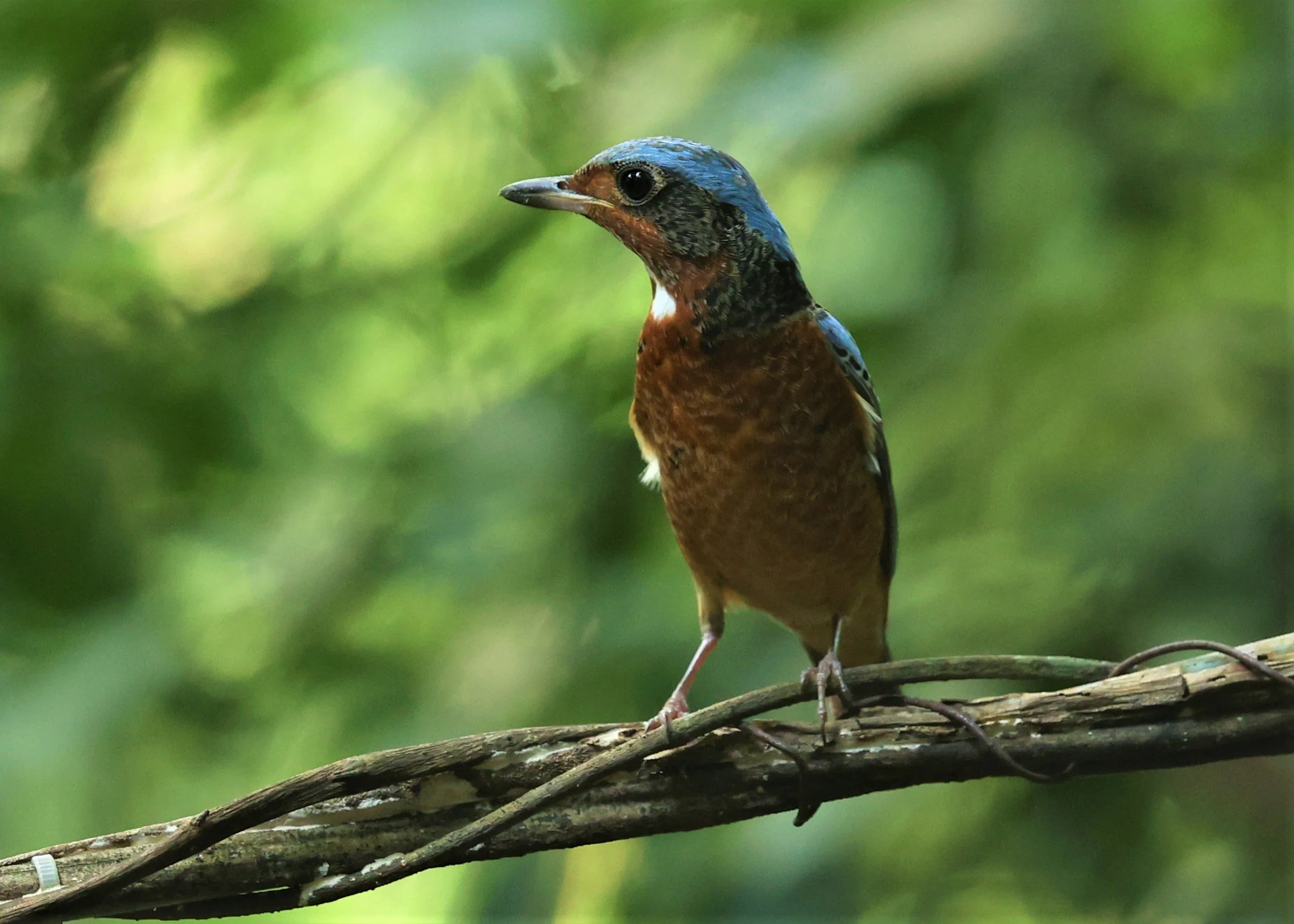 ROCK-THRUSH - WHITE-THROATED ROCK-THRUSH - Monticola gularis - WAT THAM PRATHUM CHONBURI March 2022 (4).jpg