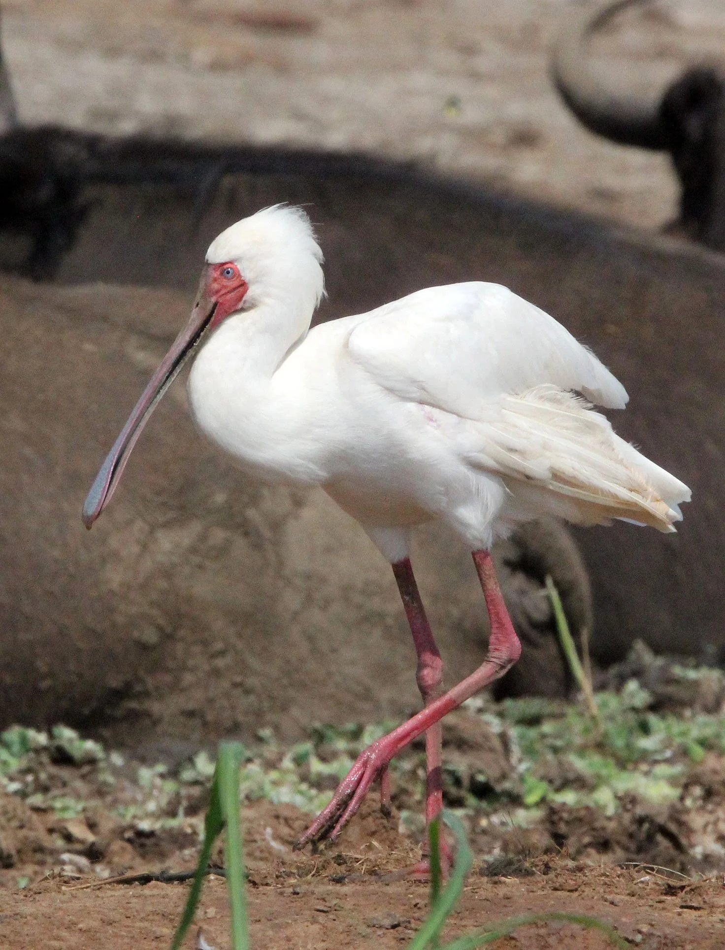 SPOONBILL - AFRICAN SPOONBILL - Platalea alba - QUEEN ELIZABETH NATIONAL PARK UGANDA (10).JPG