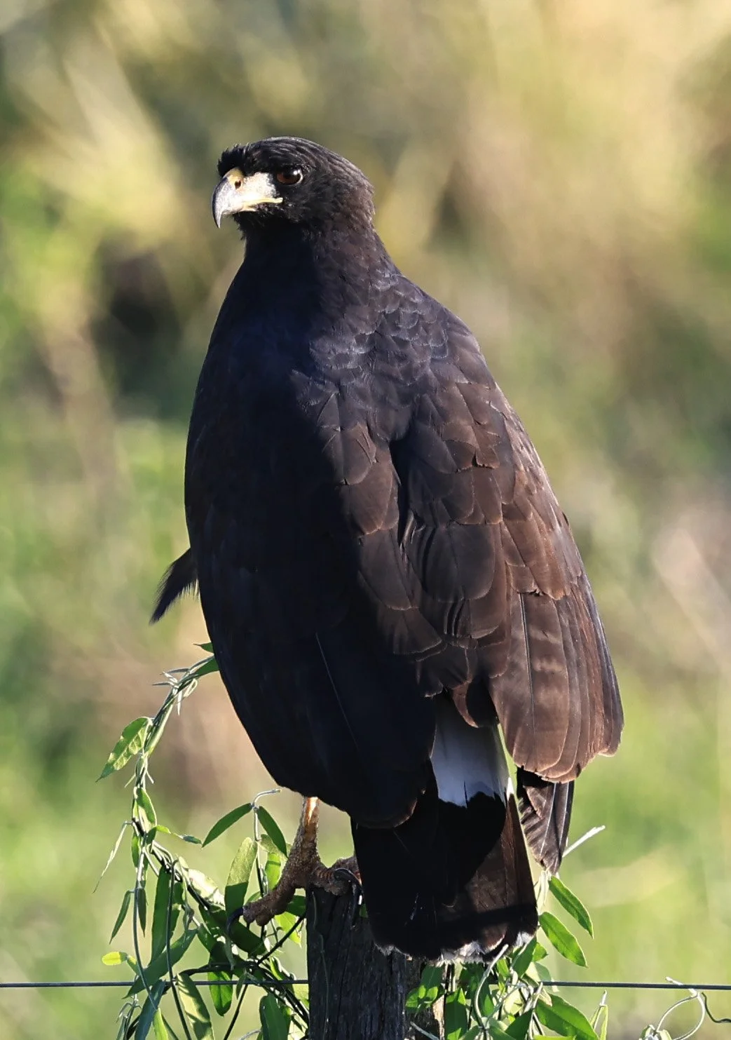Great Black Hawk (Buteogallus urubitinga) Wetlands along Road between Pozo Colorado & Asuncion (10).jpg