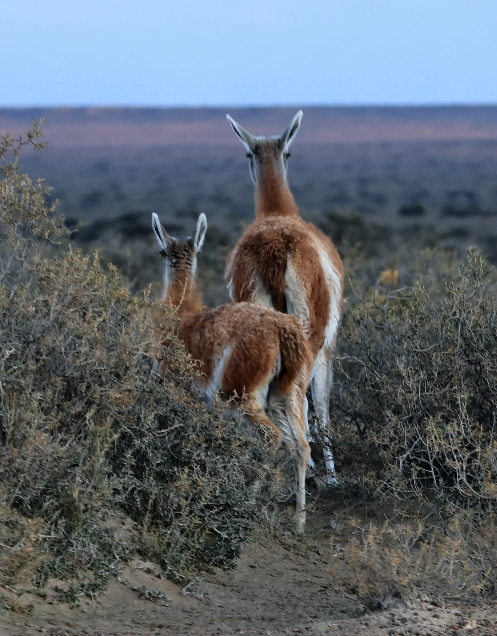 Guanaco (Lama guanicoe) Valdes Peninsula, Chubut Province, Argentina Day 1 (65).jpg