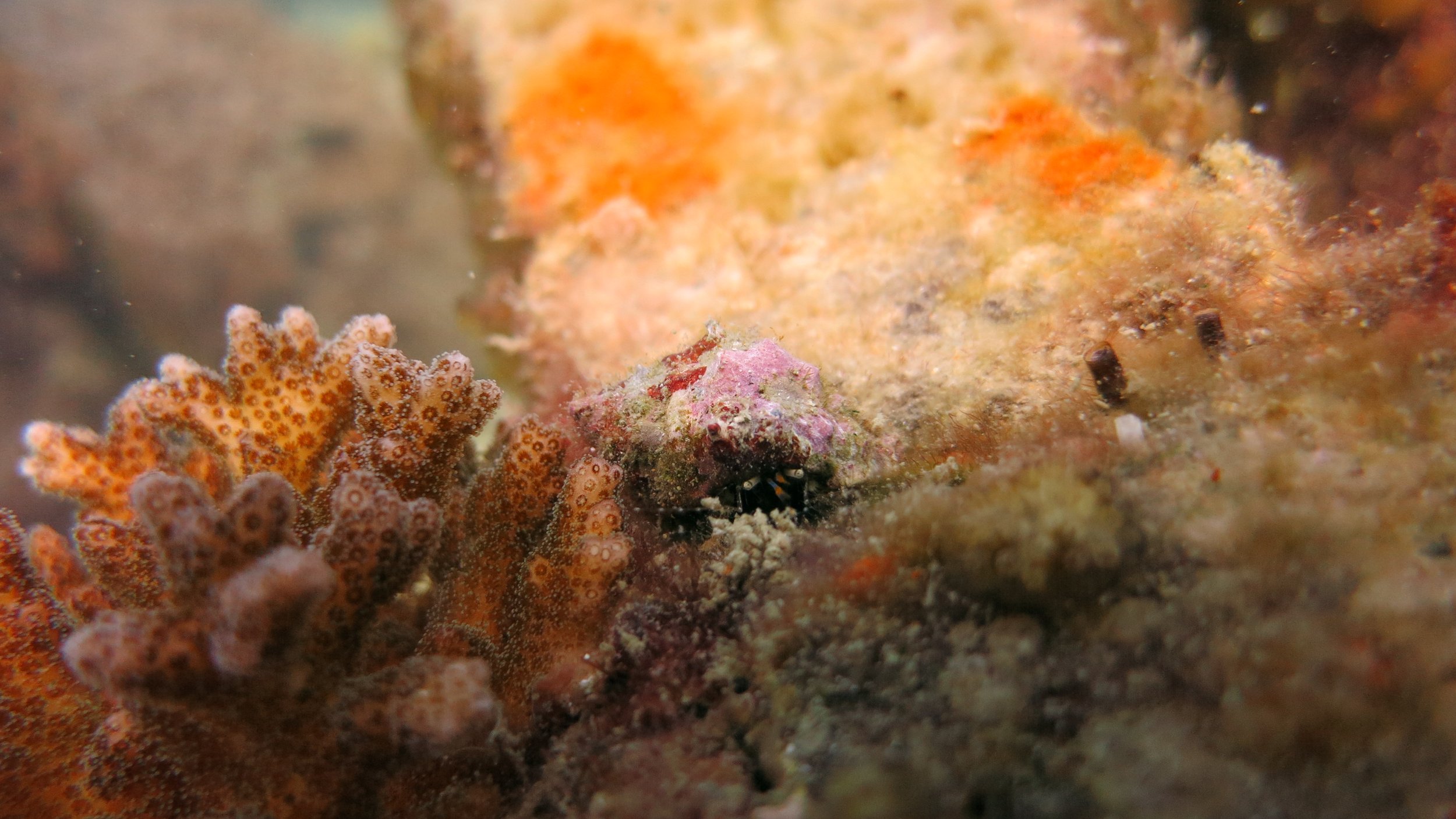 2016 BPS Satthahip Dive Trip with Marine Conservation Club (71).JPG